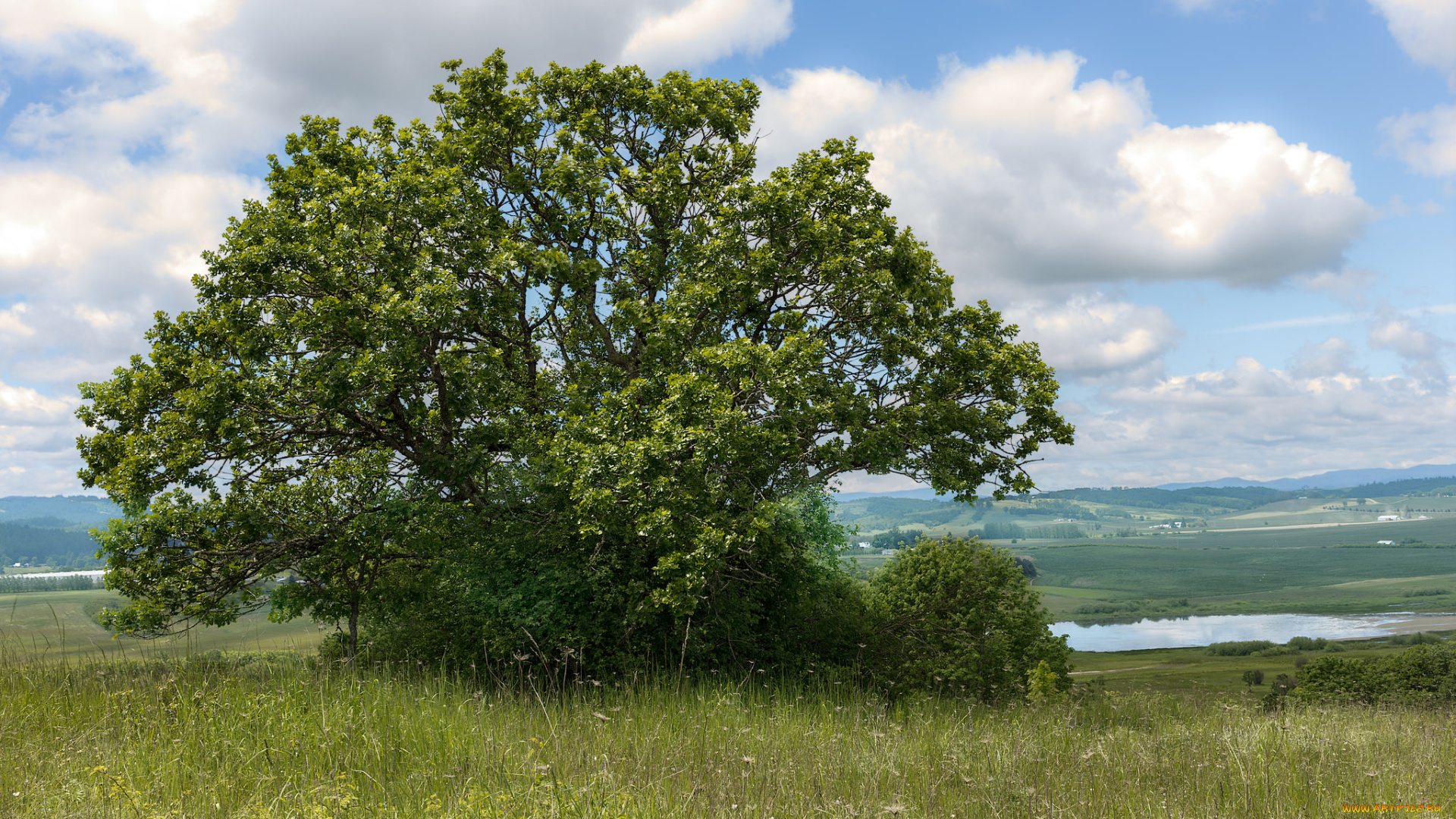 природа, деревья, простор