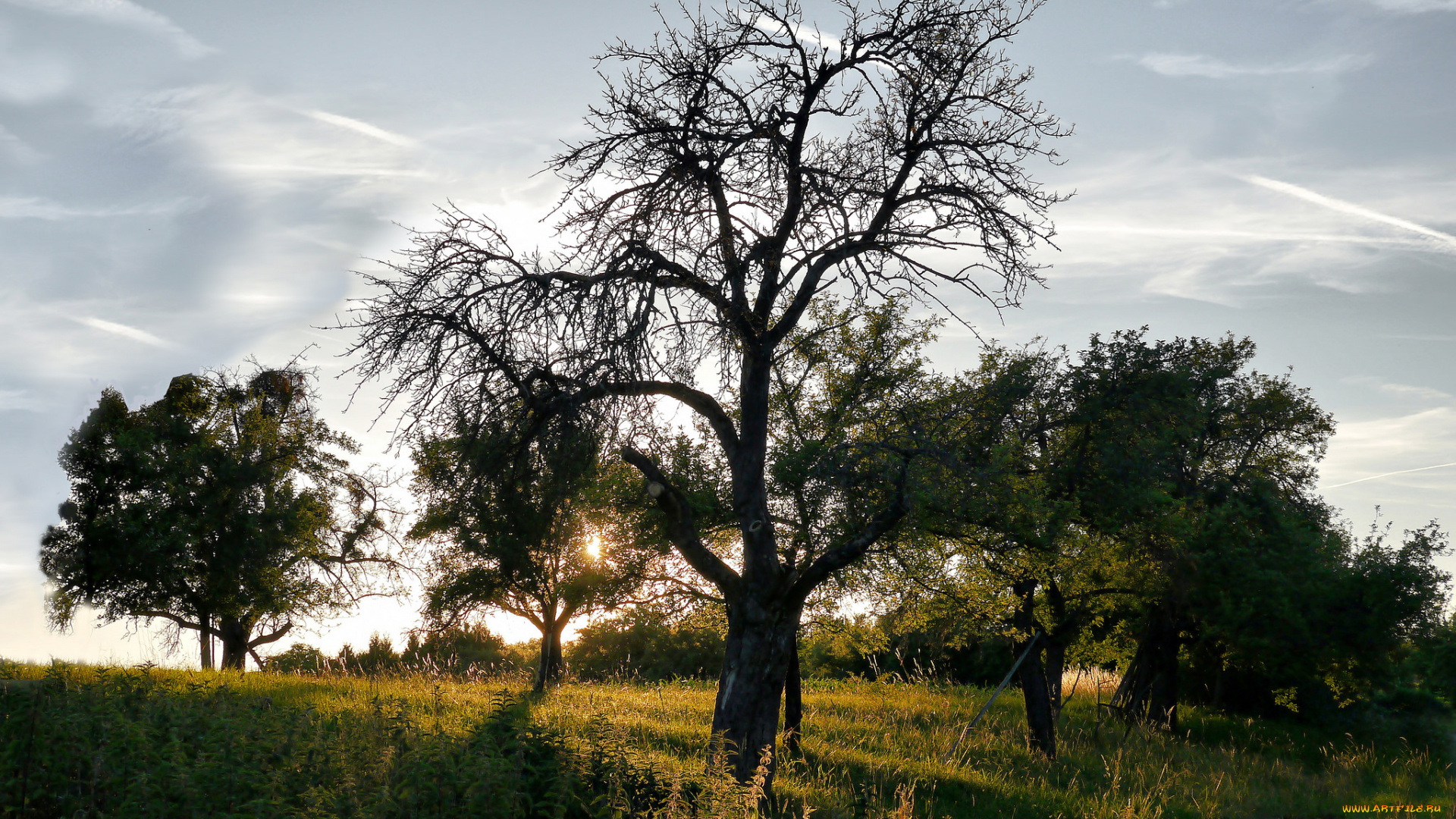 природа, деревья, простор
