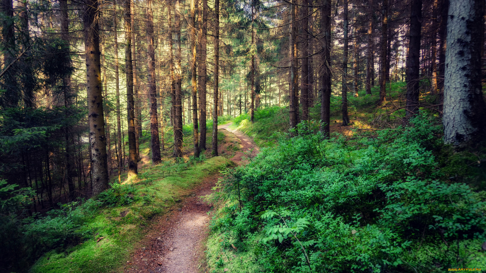 природа, дороги, простор