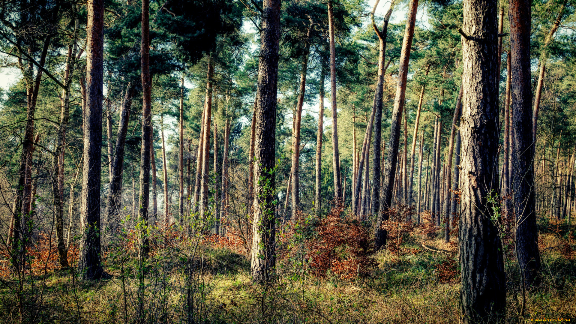 природа, лес, простор