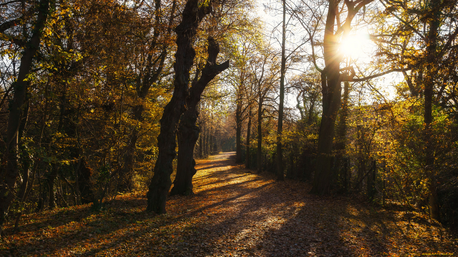 природа, лес, простор