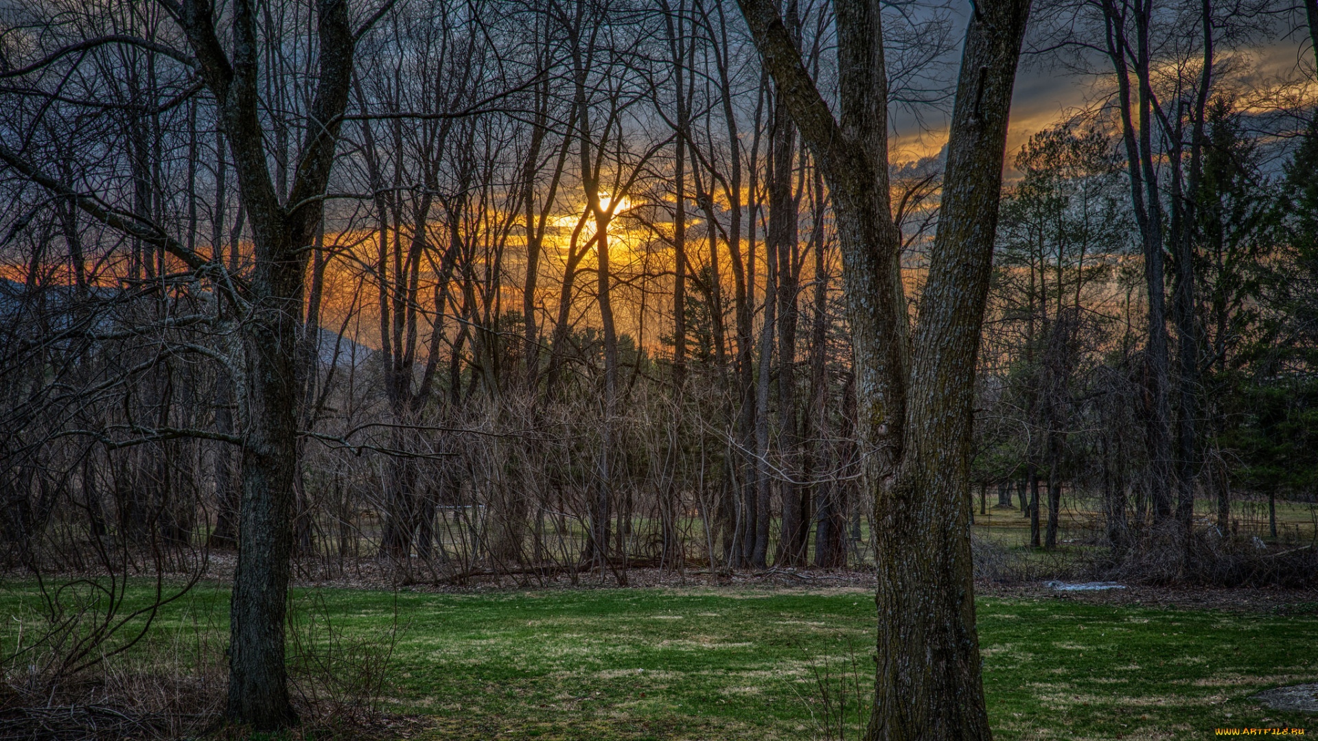 природа, лес, простор