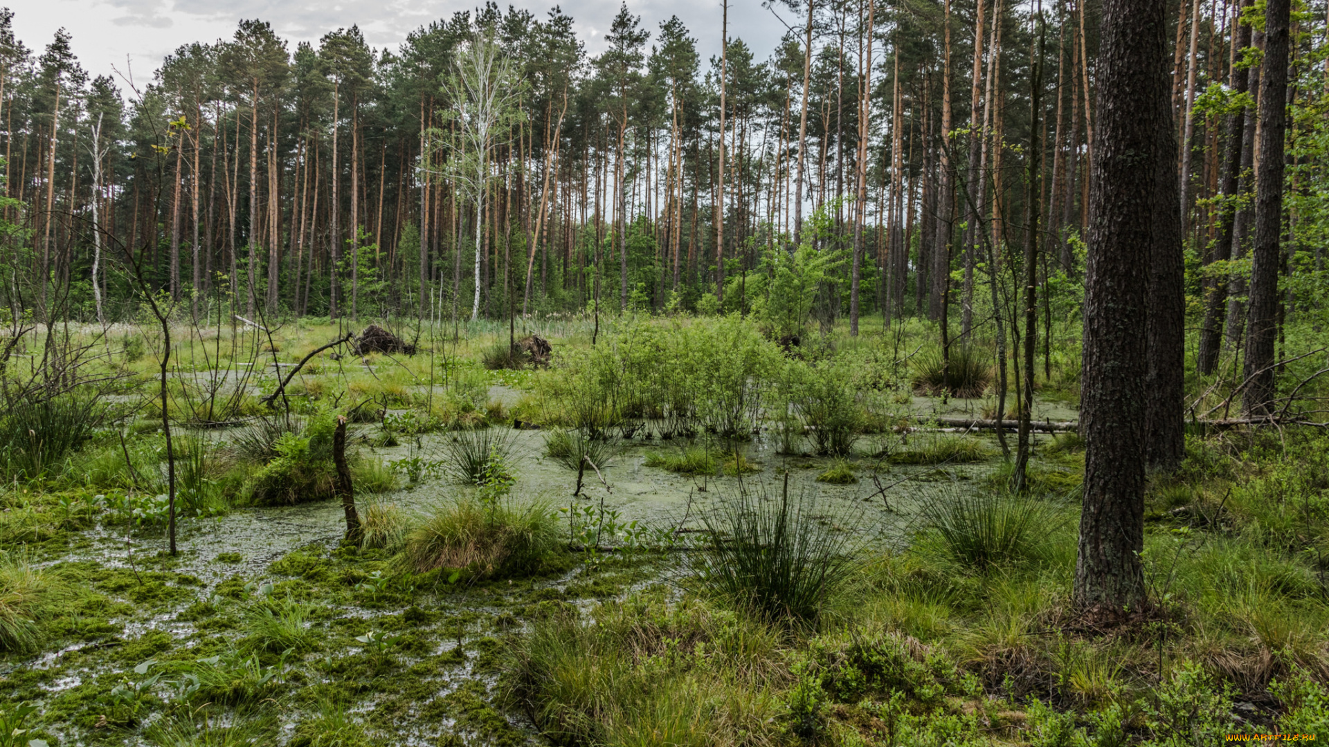 природа, лес, простор