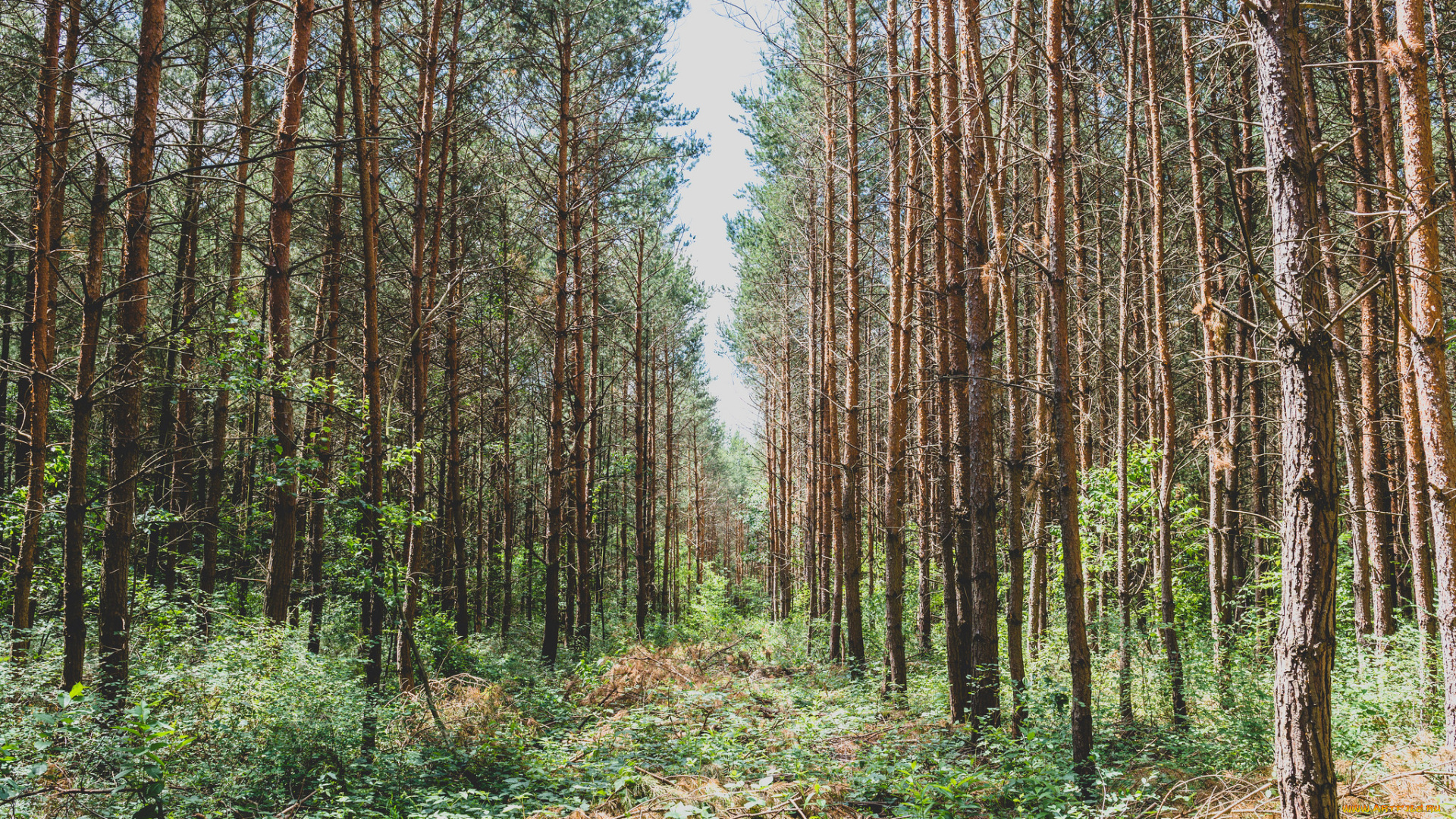 природа, лес, простор