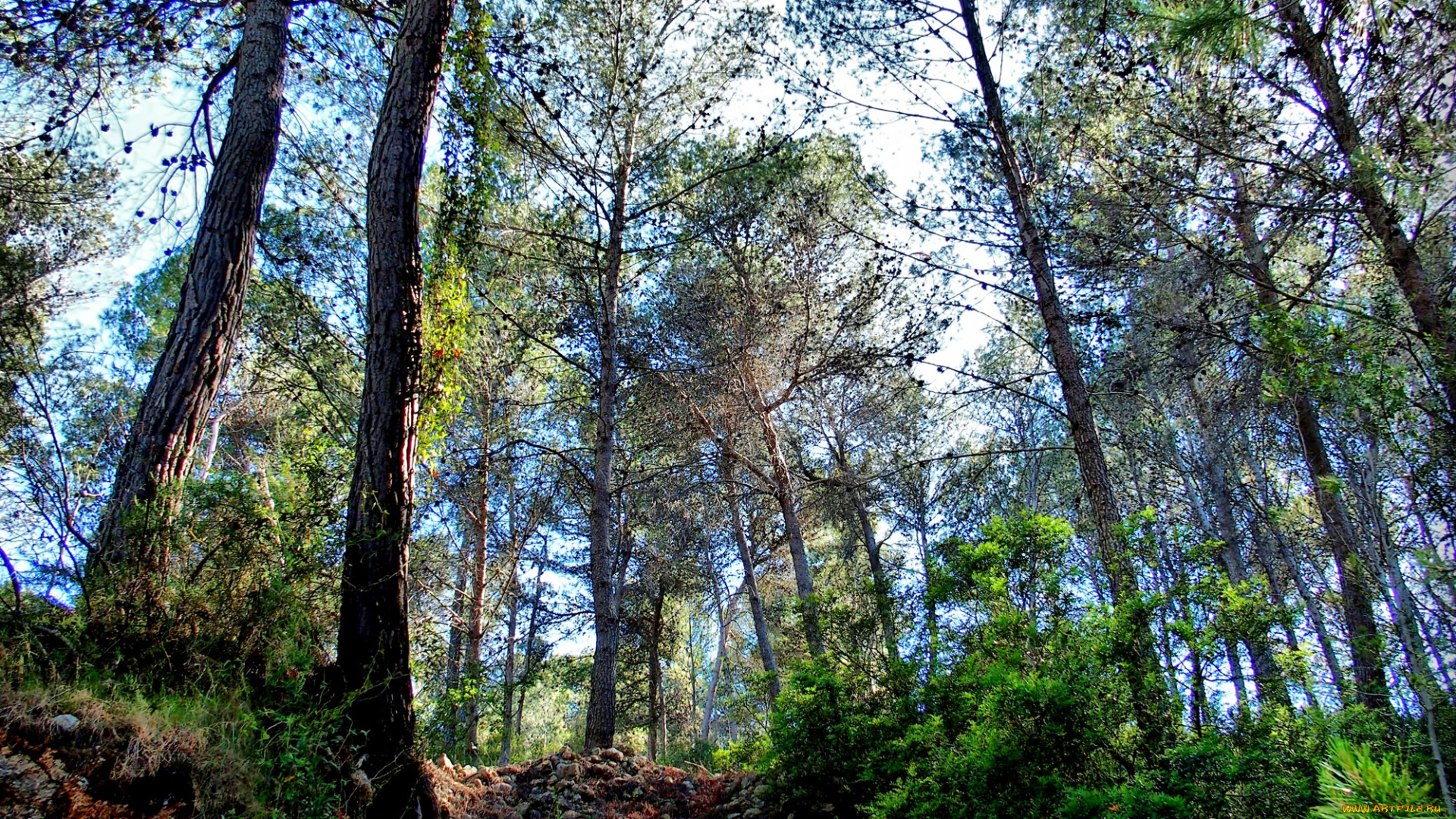 природа, лес, простор