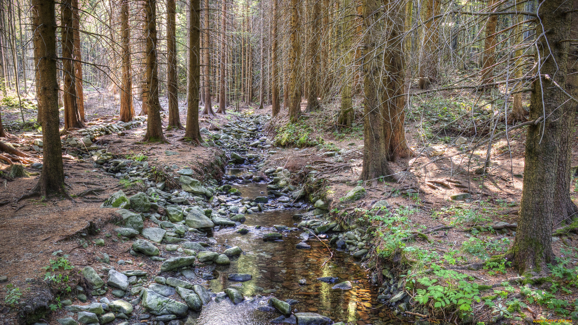 природа, лес, простор