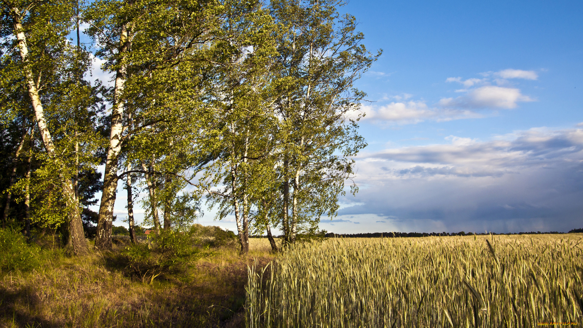 природа, поля, простор