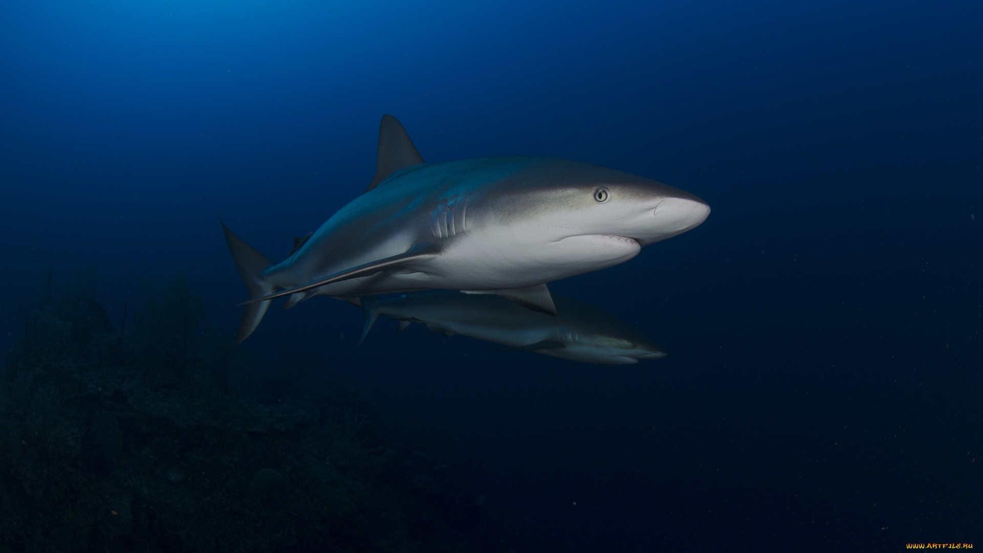 животные, акулы, акула, море, вода