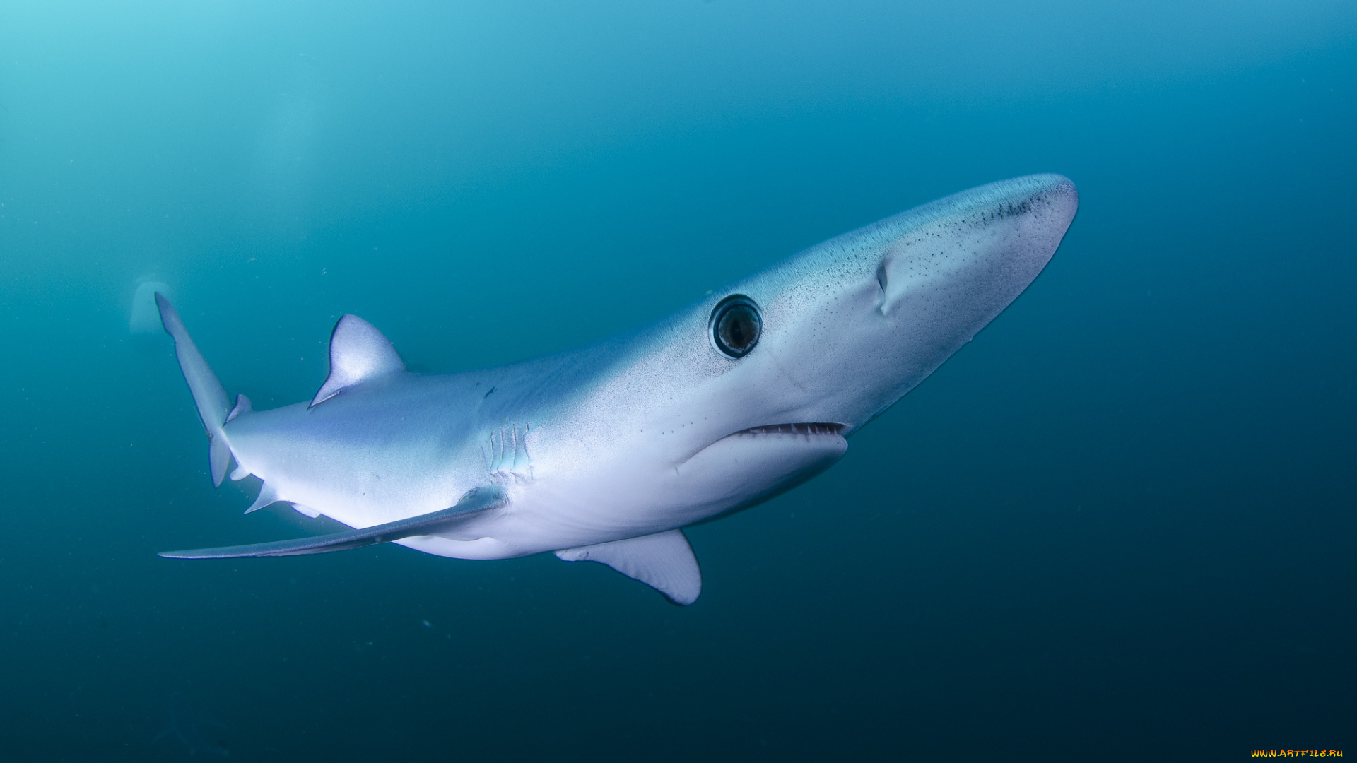 животные, акулы, море, акула, вода