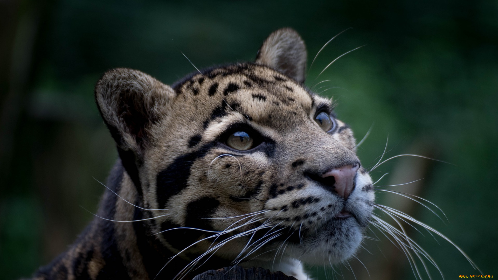 животные, дикие, кошки, морда, взгляд