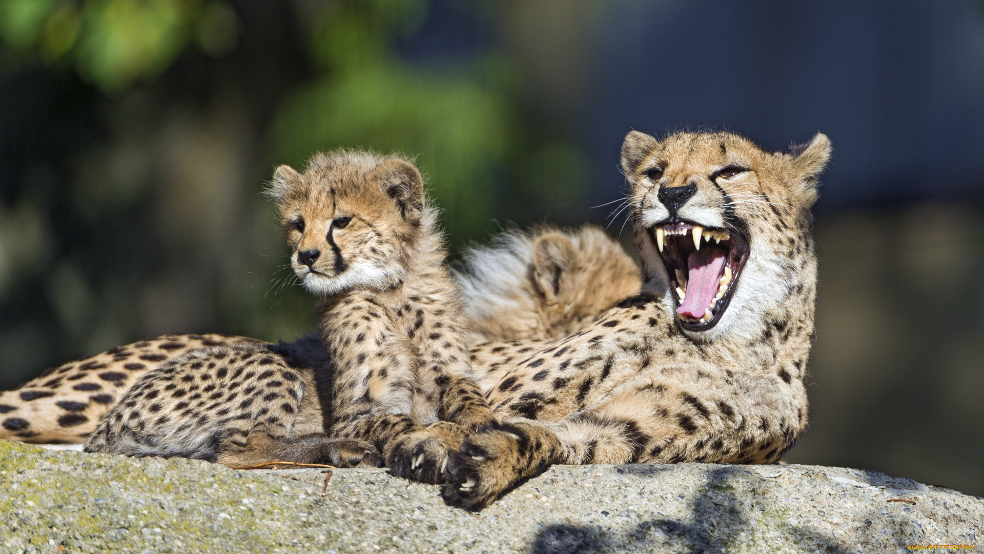 животные, гепарды, детеныш, камень, оскал