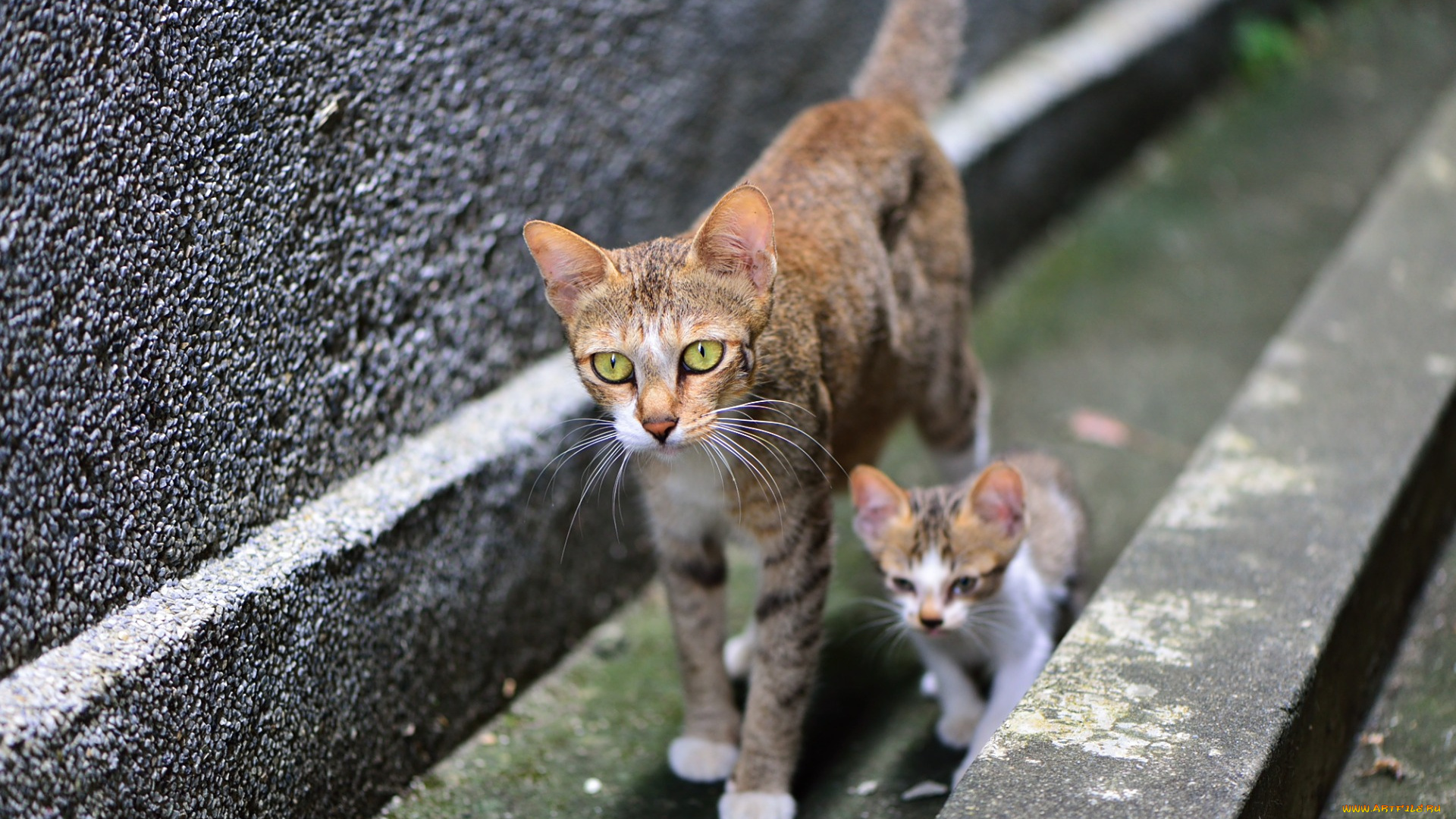 животные, коты, котенок, двое
