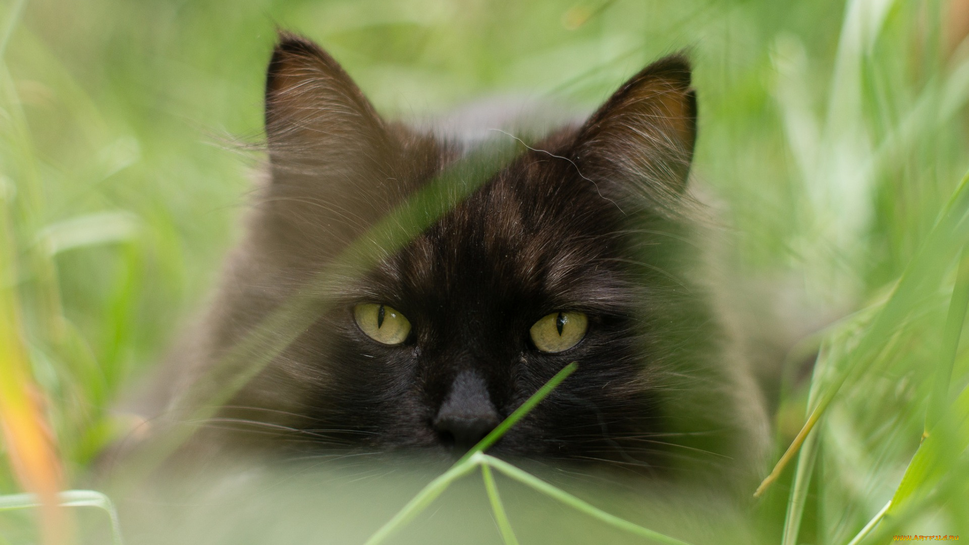 животные, коты, морда, растения, черный, цвет