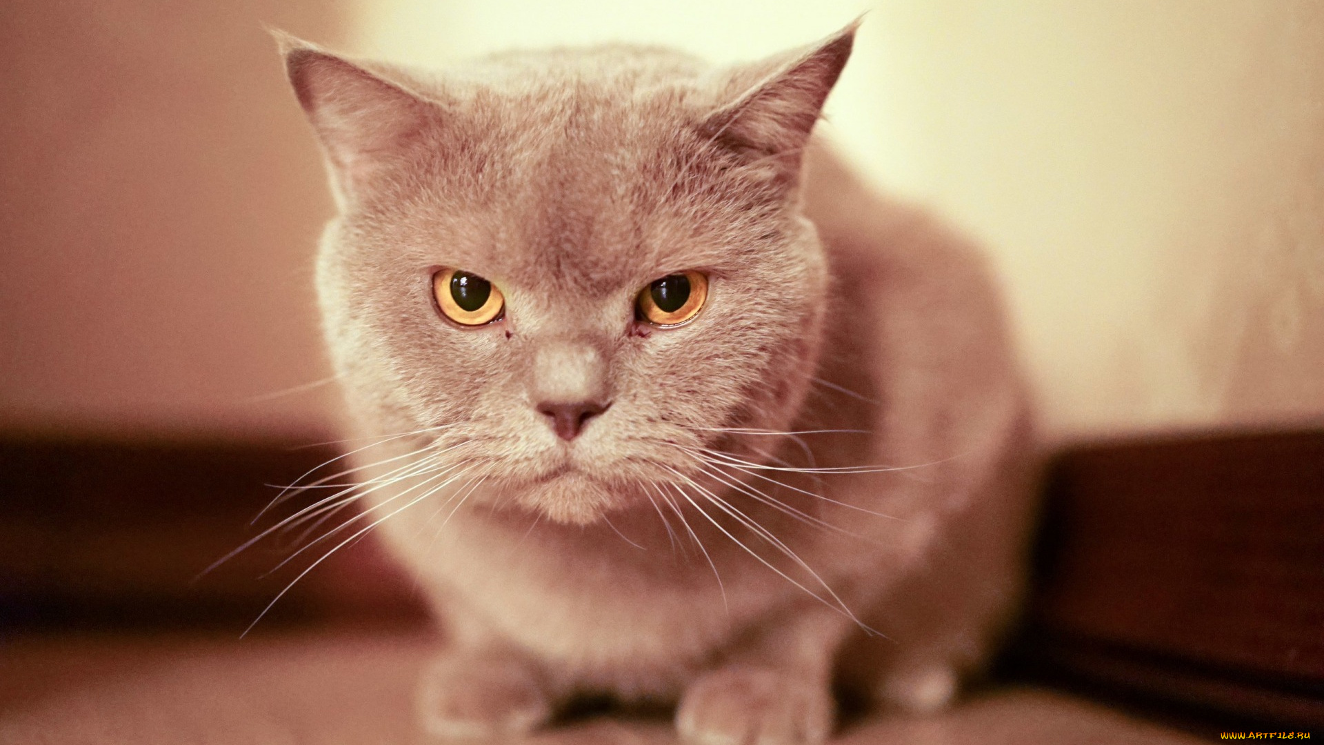 животные, коты, морда, взгляд