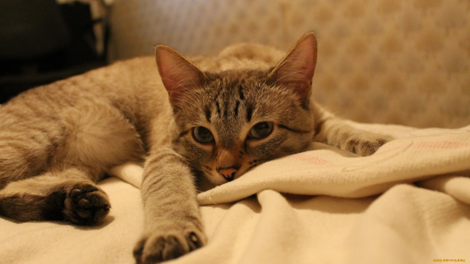 животные, коты, взгляд, морда