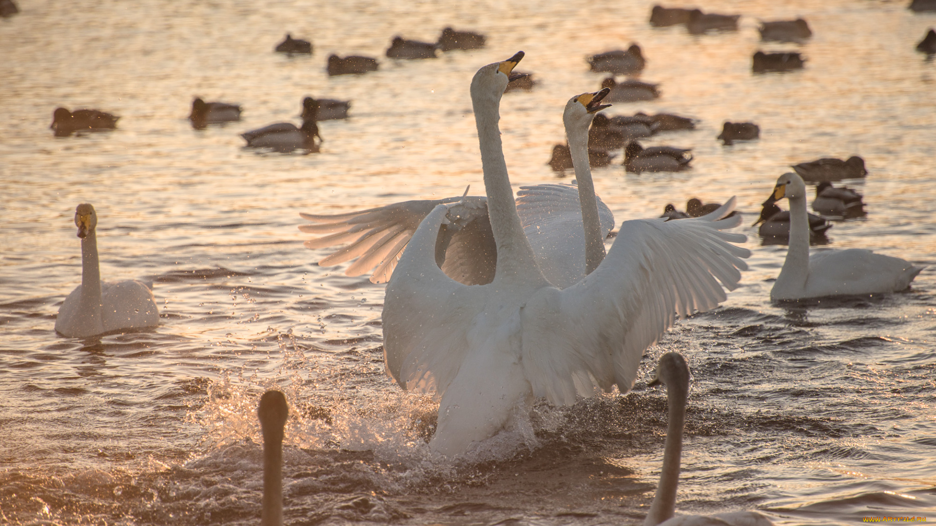 животные, лебеди, озеро, птицы, вода, природа, брызги