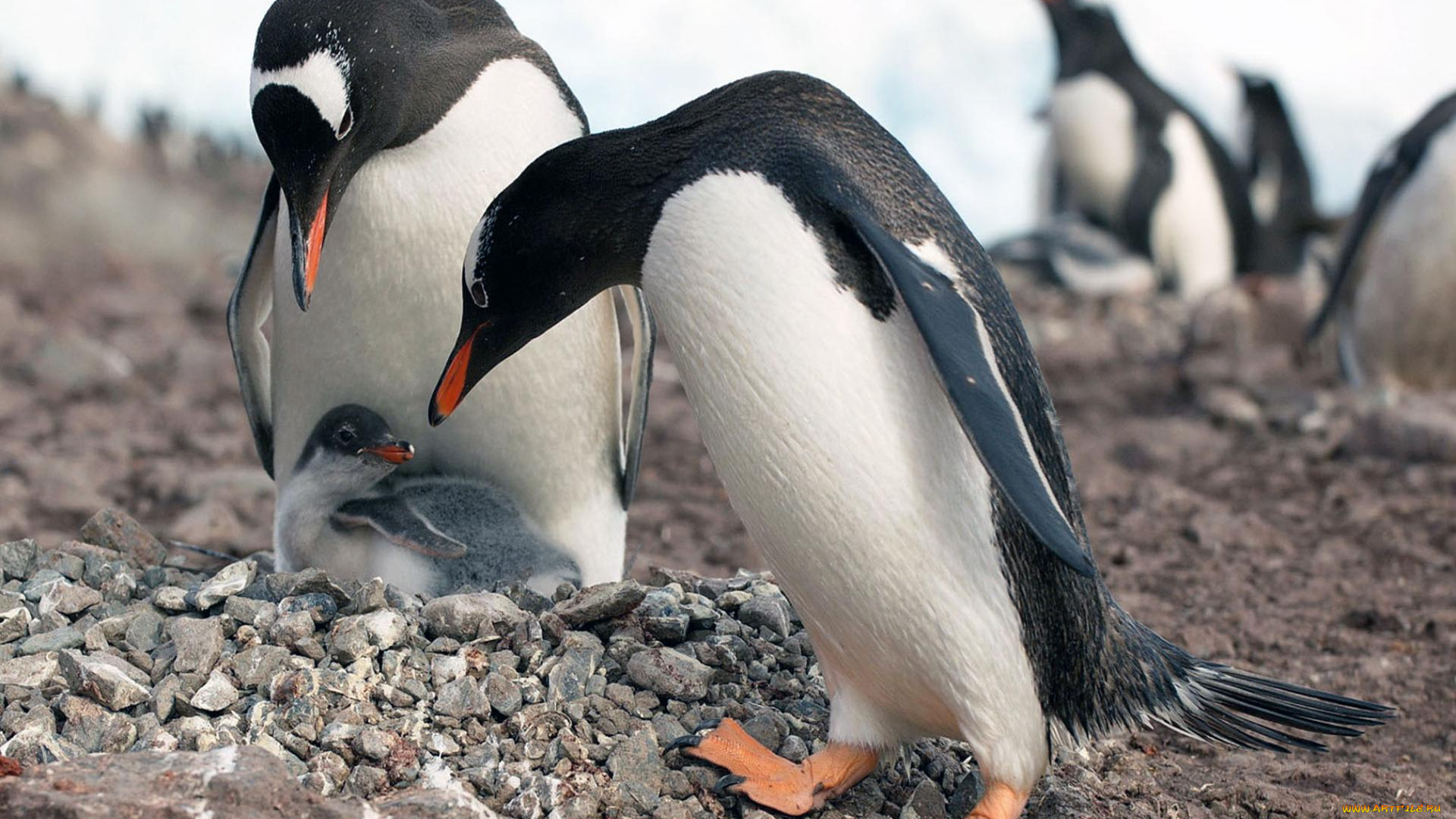 животные, пингвины, камни, детеныш