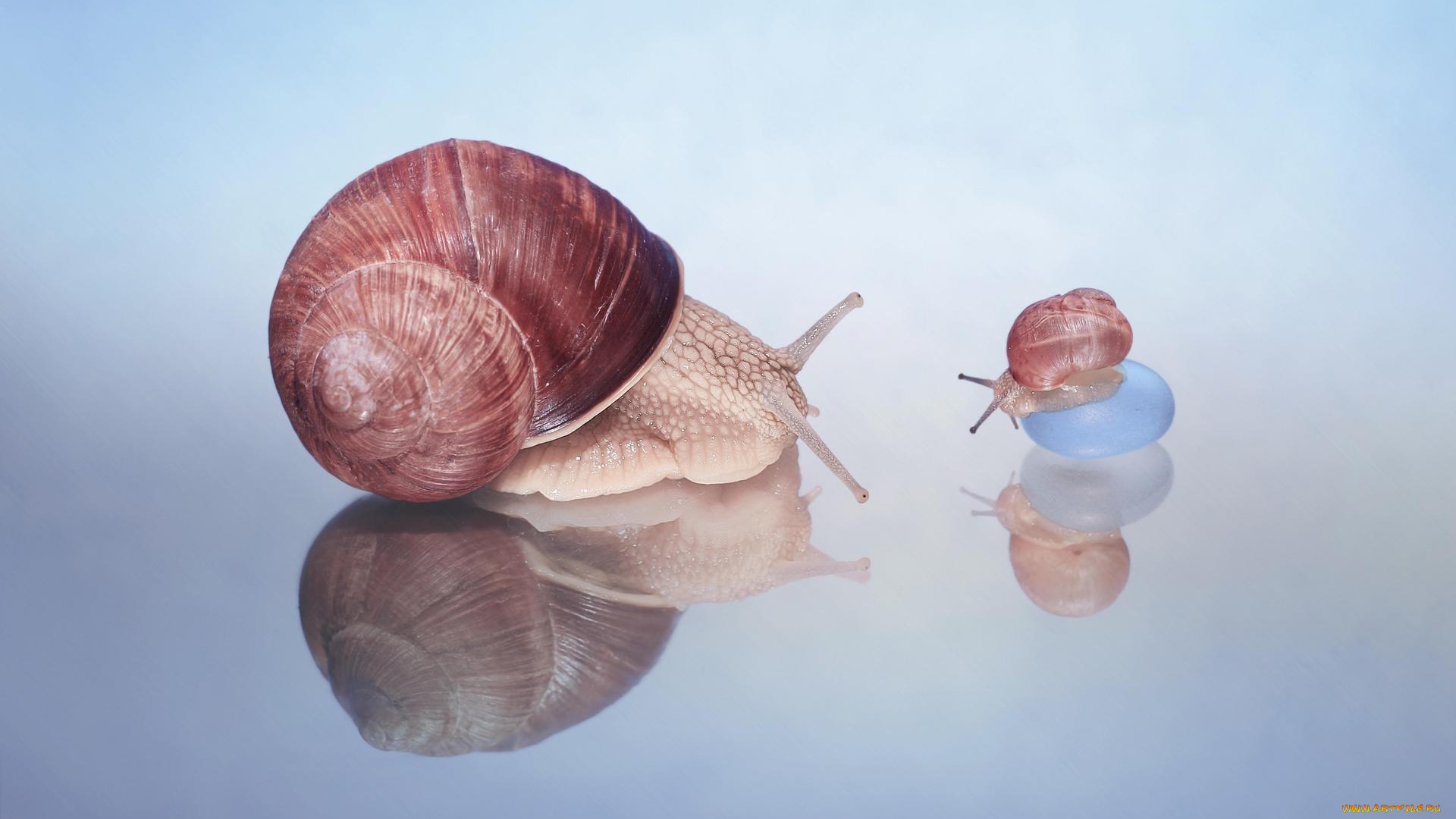 животные, улитки, гастроподы, улитка, брюхоногие