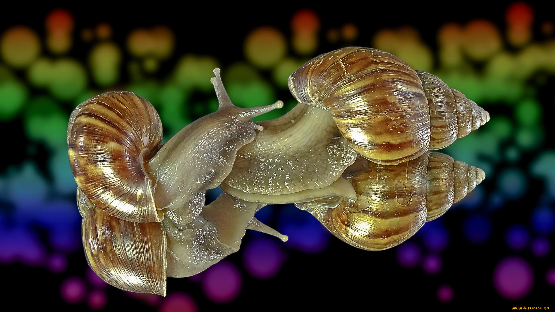 животные, улитки, улитка, гастроподы, брюхоногие