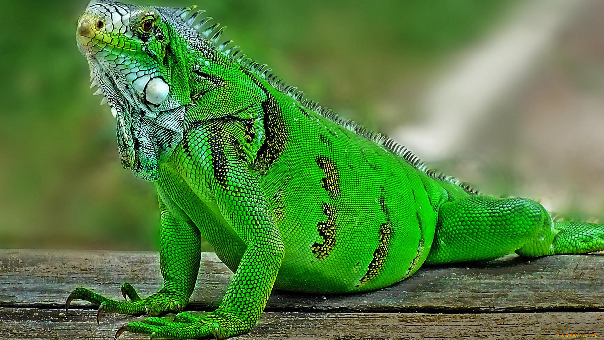 животные, Ящерицы, , игуаны, , вараны, крупная, растительноядная, ящерица, игуана, iguana