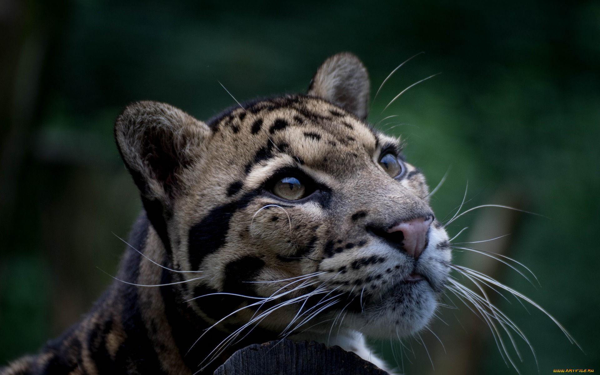 животные, дикие, кошки, морда, взгляд