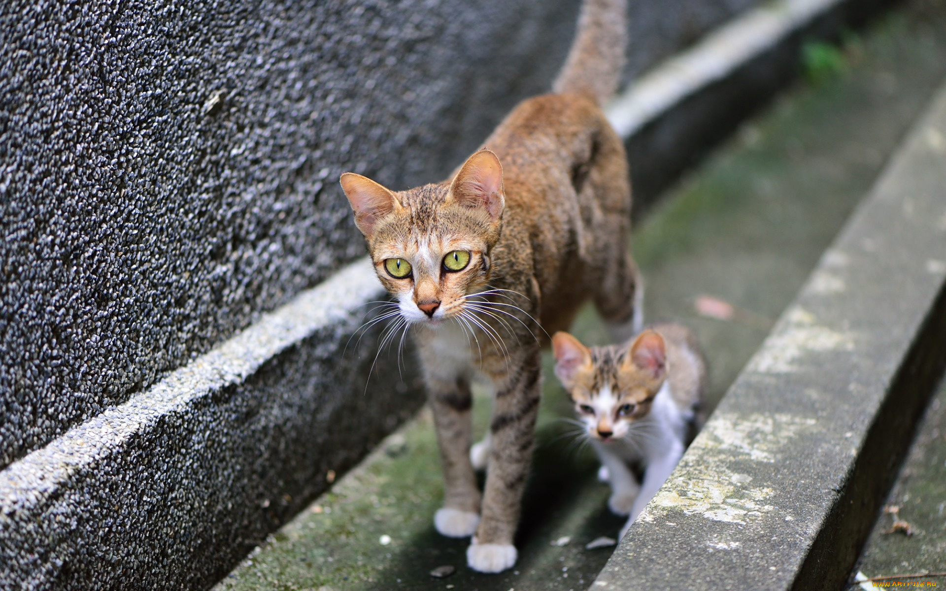 животные, коты, котенок, двое