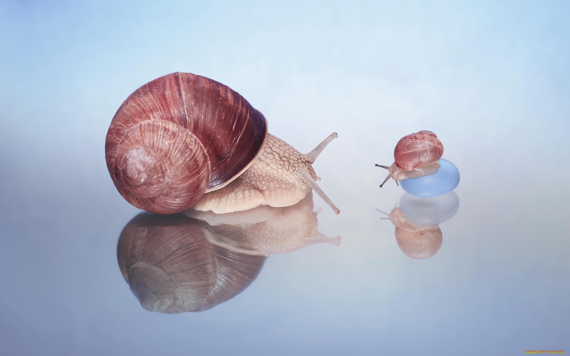животные, улитки, гастроподы, улитка, брюхоногие