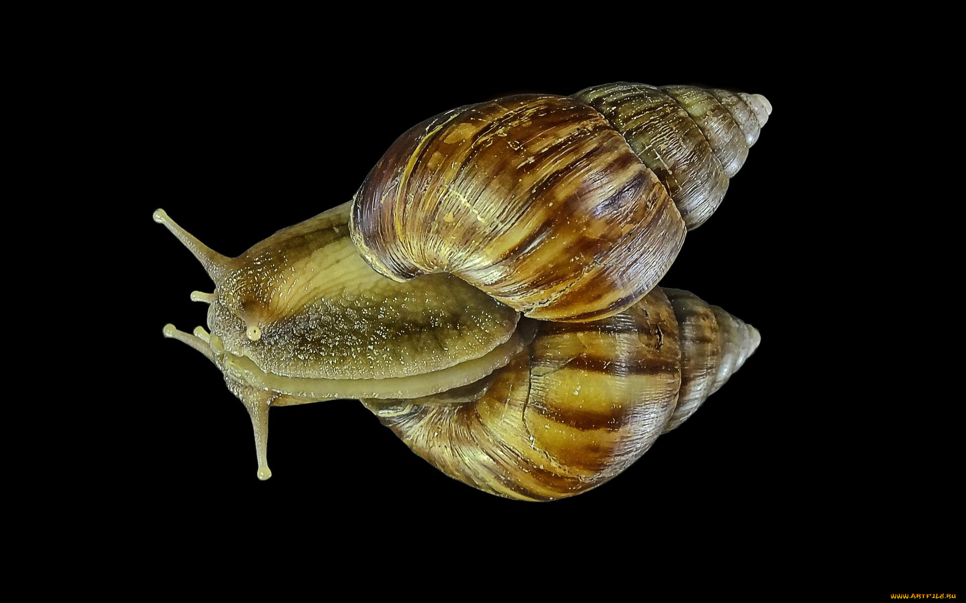 животные, улитки, улитка, гастроподы, брюхоногие