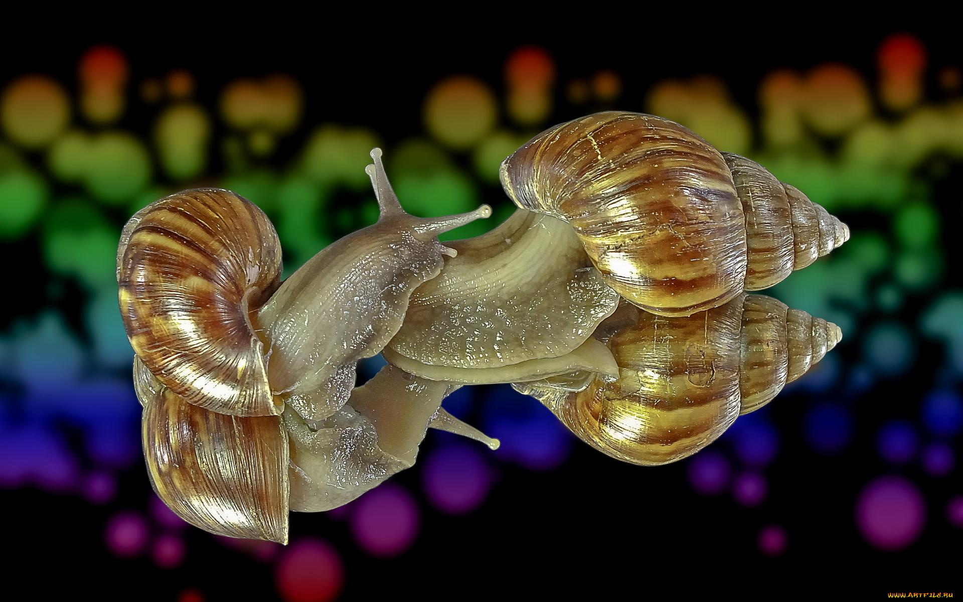 животные, улитки, улитка, гастроподы, брюхоногие