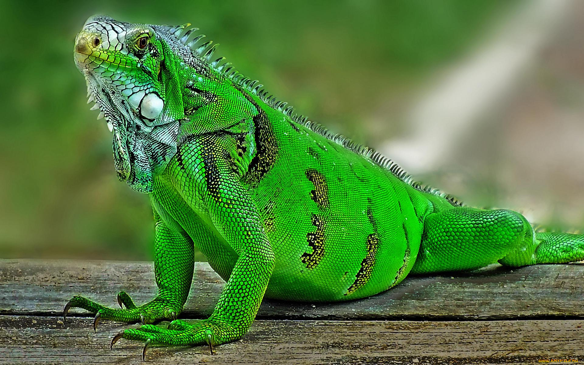 животные, Ящерицы, , игуаны, , вараны, крупная, растительноядная, ящерица, игуана, iguana