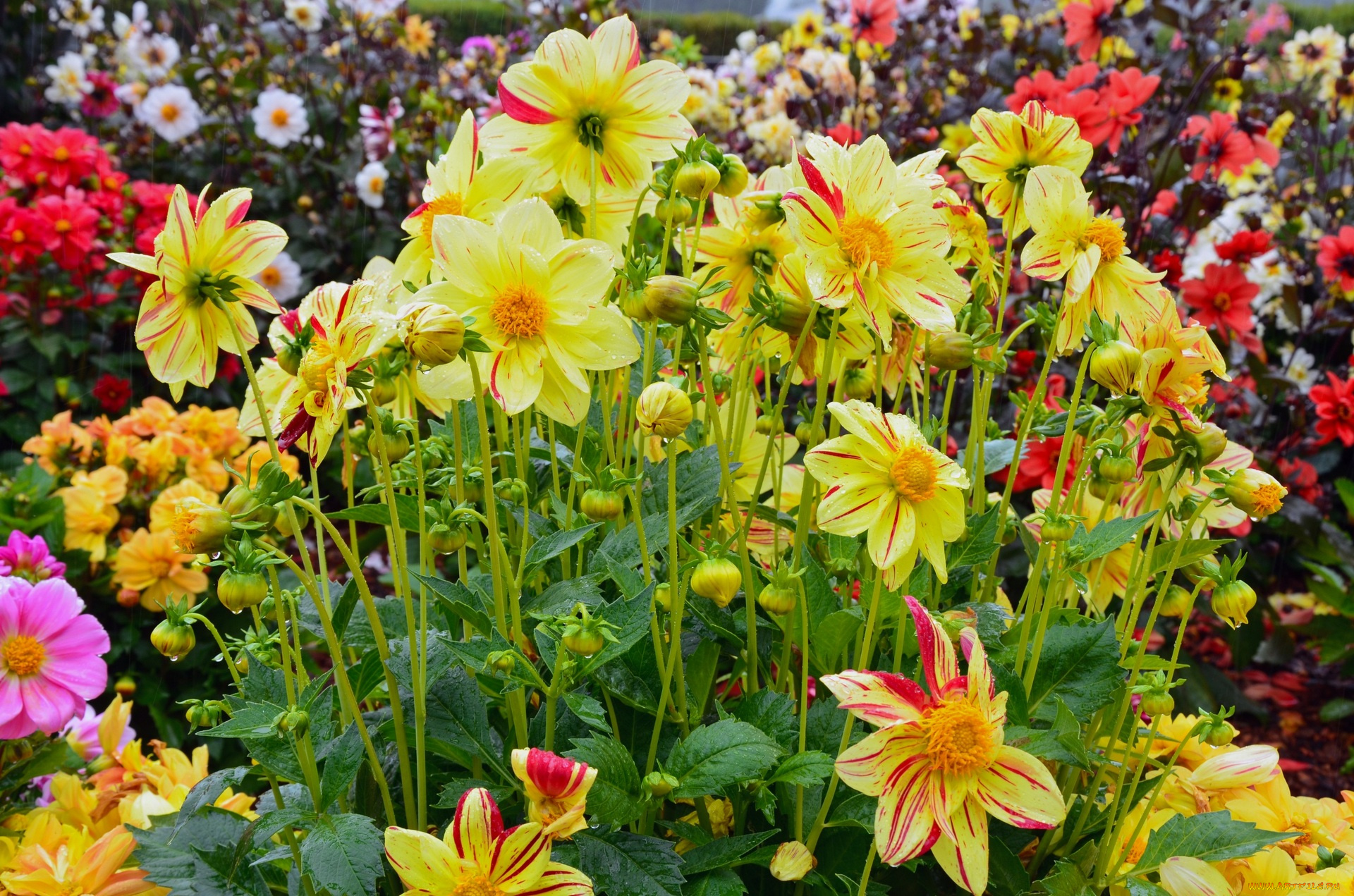 цветы, георгины, желтый, цвет