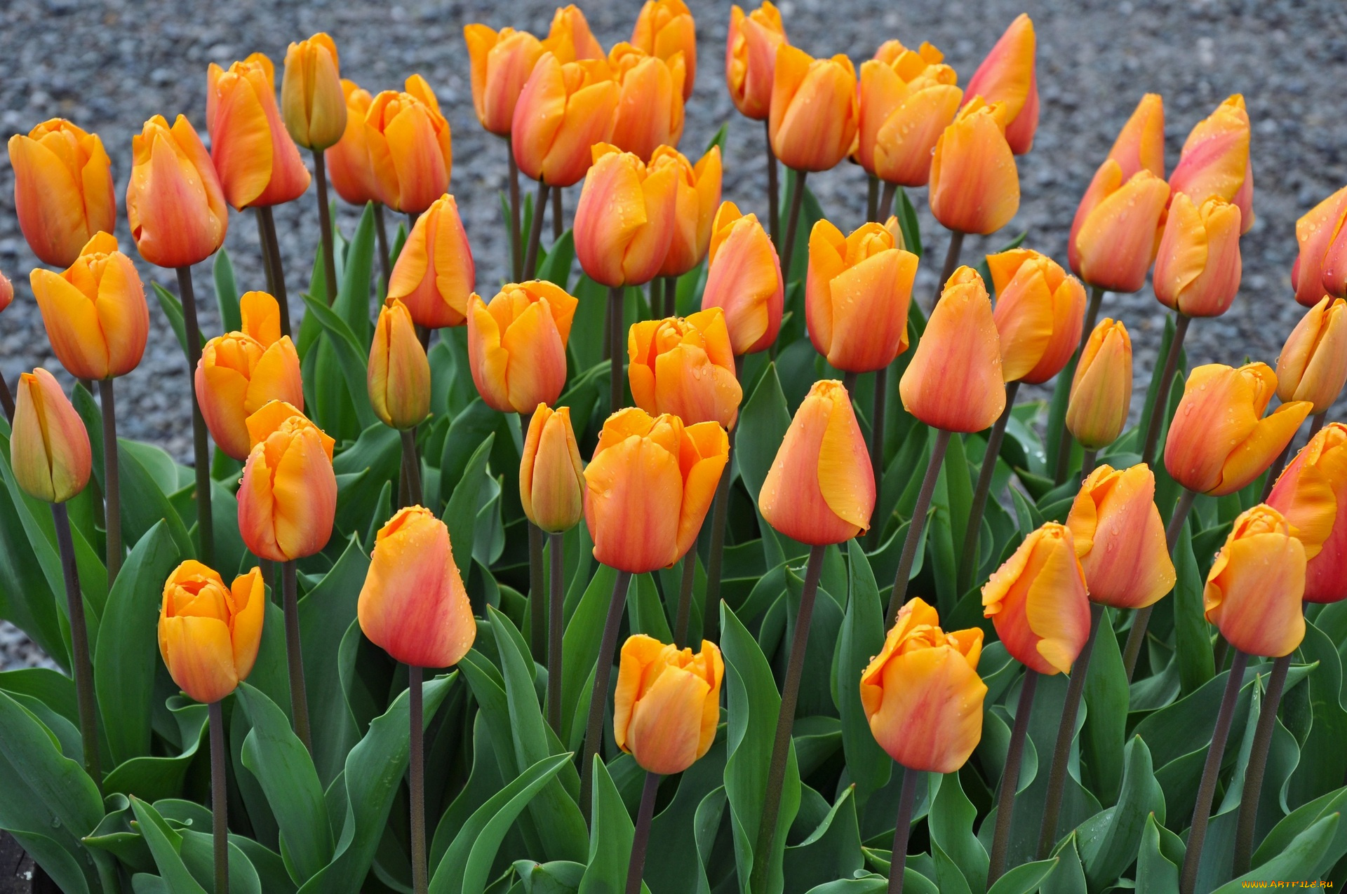 цветы, тюльпаны, много