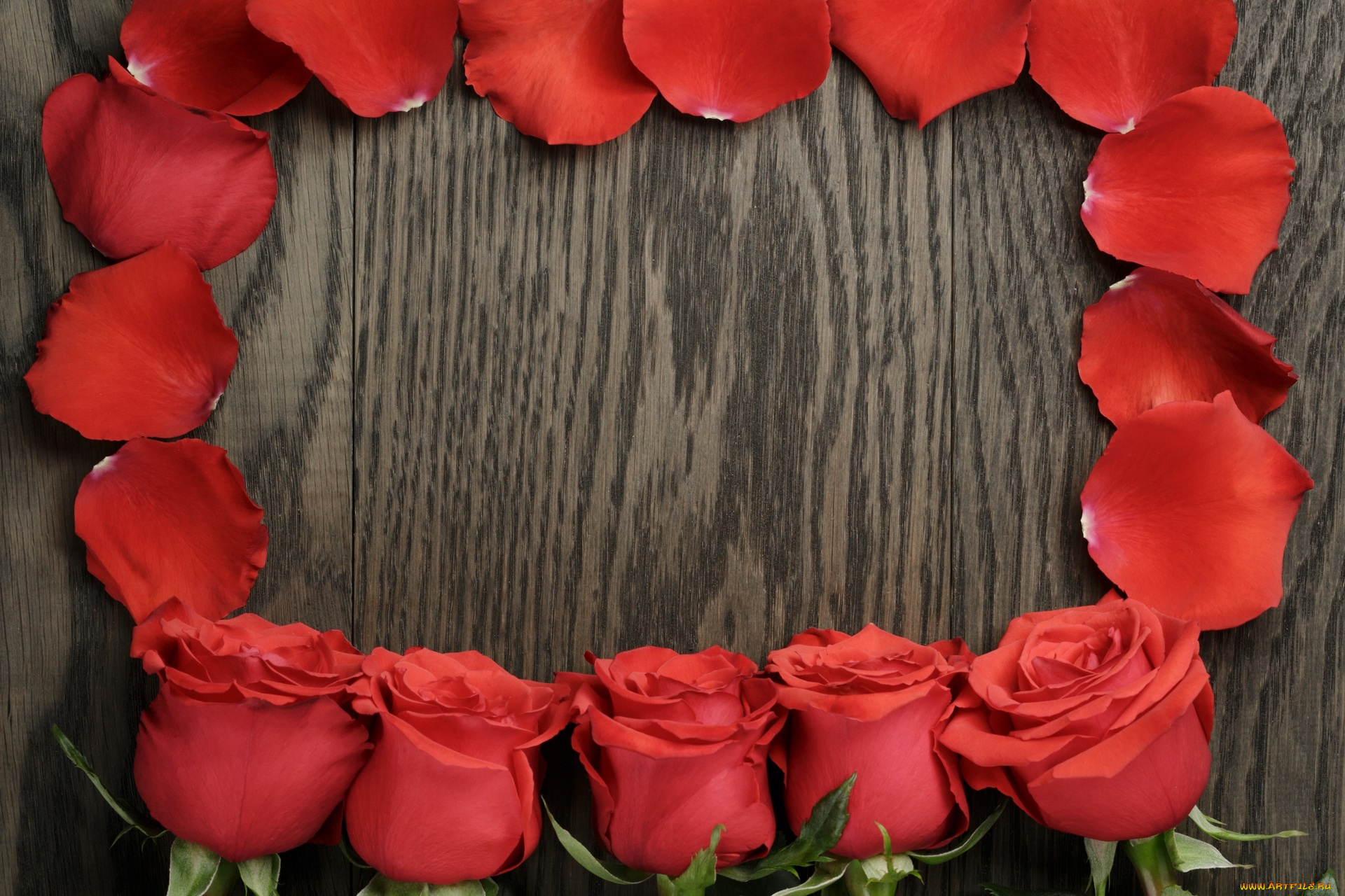цветы, розы, красный, цвет