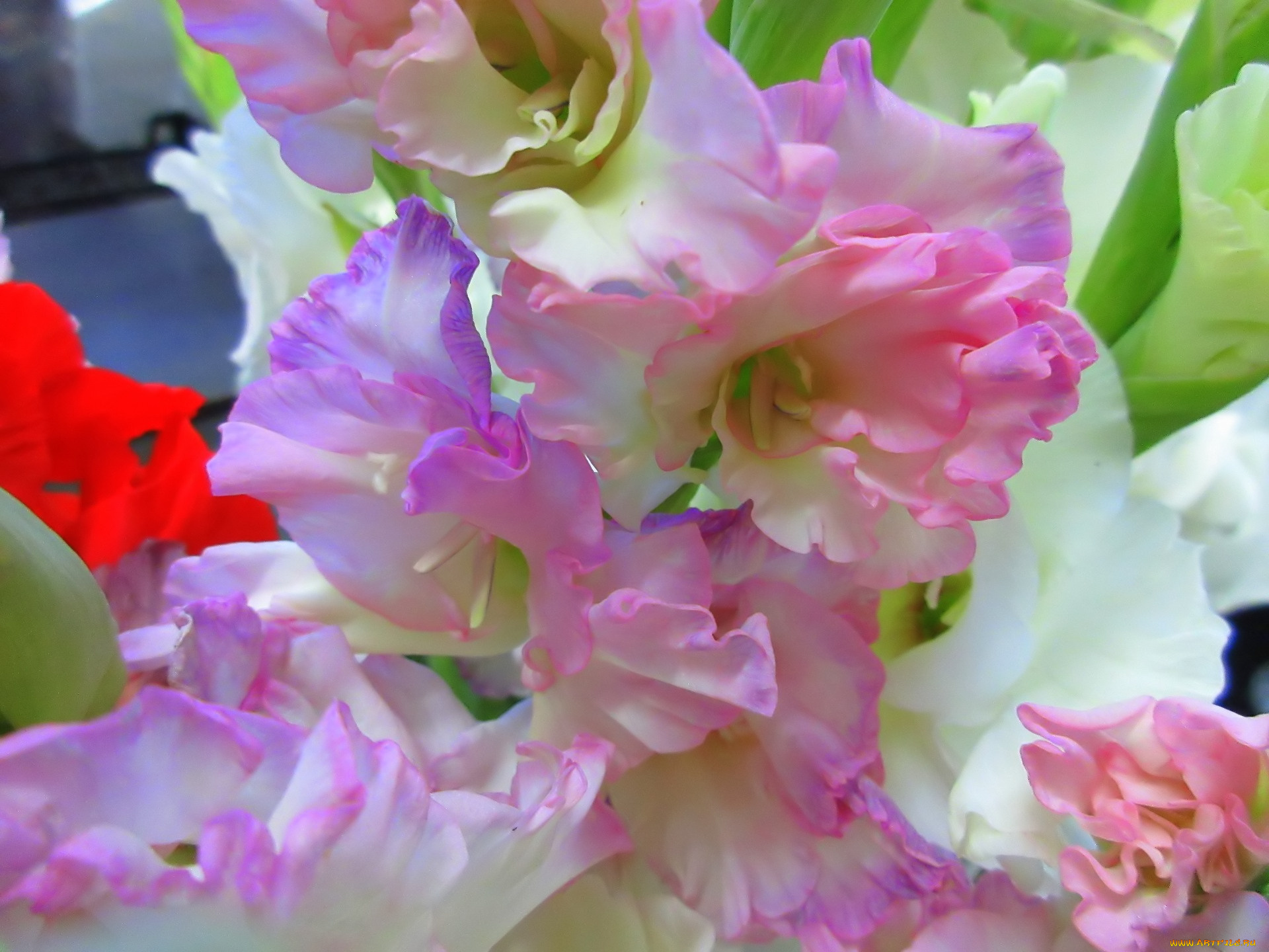 цветы, гладиолусы