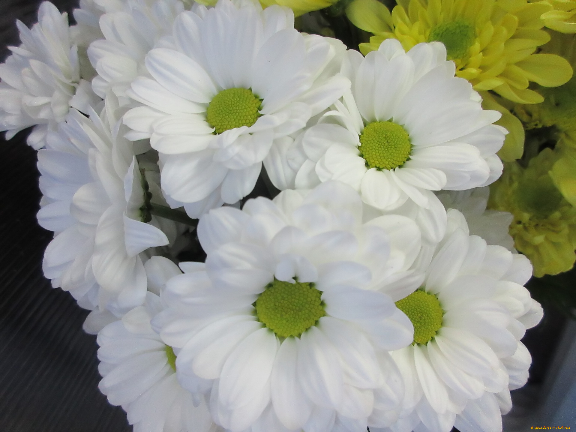 цветы, хризантемы, белые