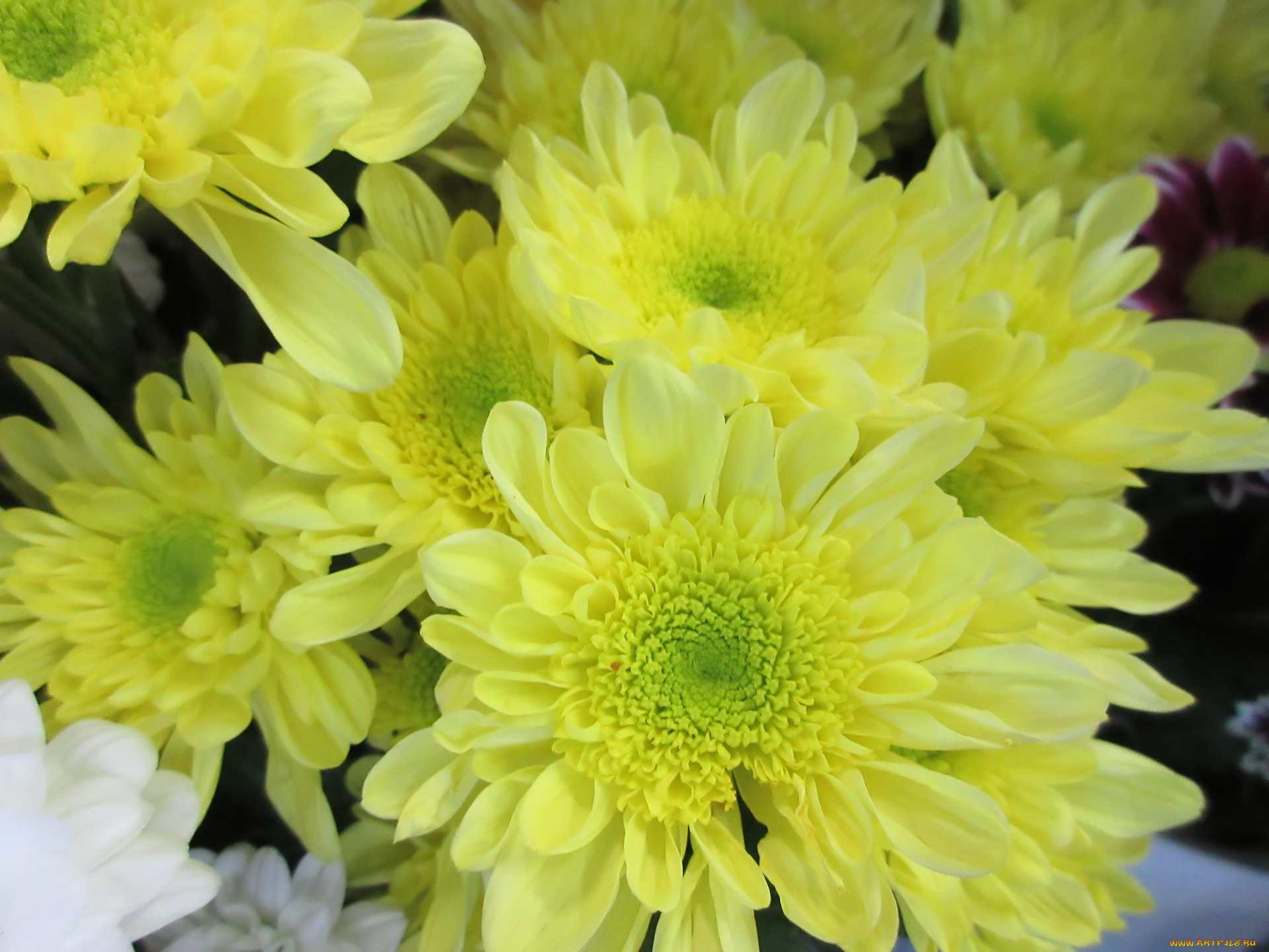 цветы, хризантемы, жёлтые