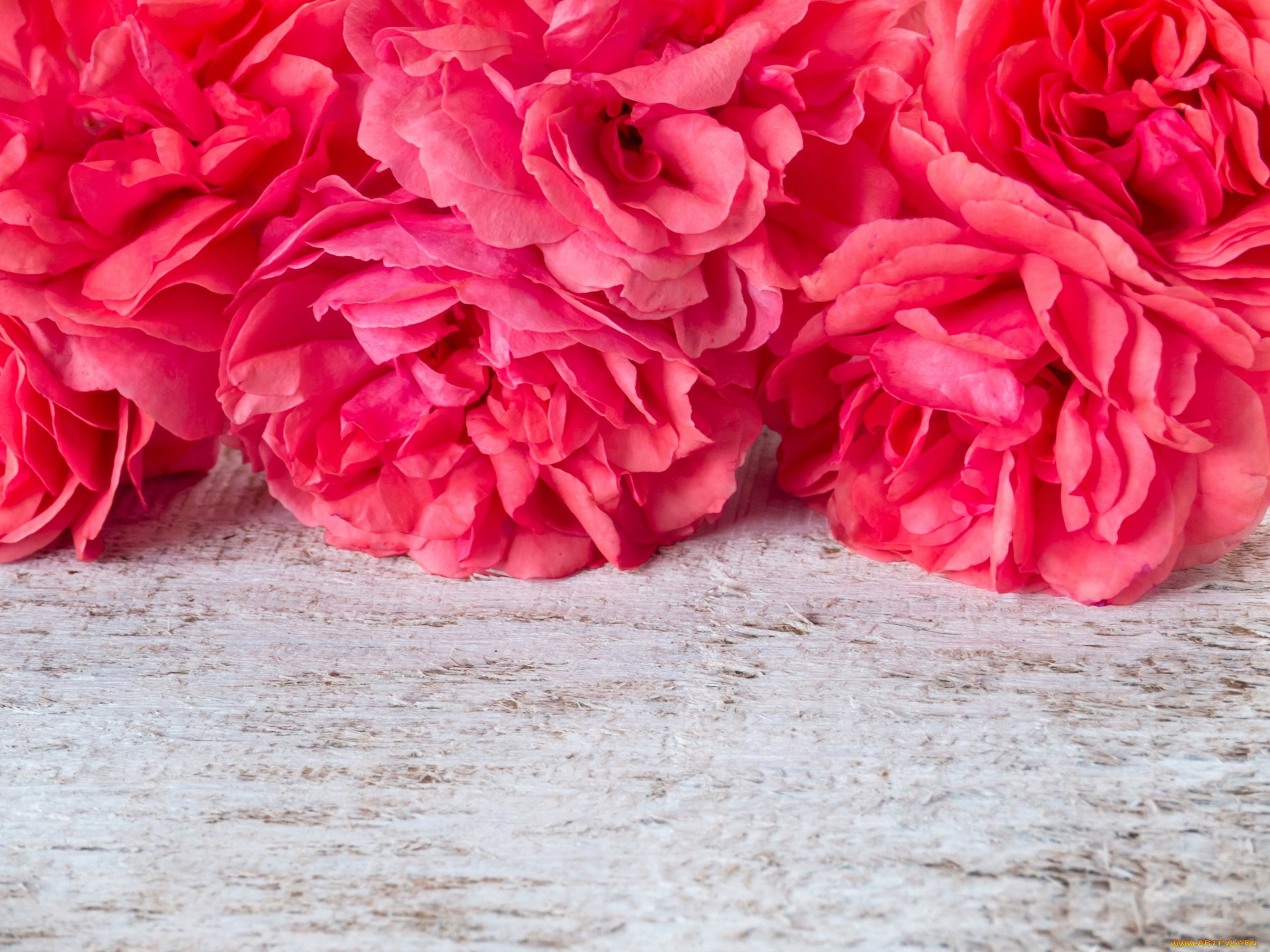 цветы, розы, бутон