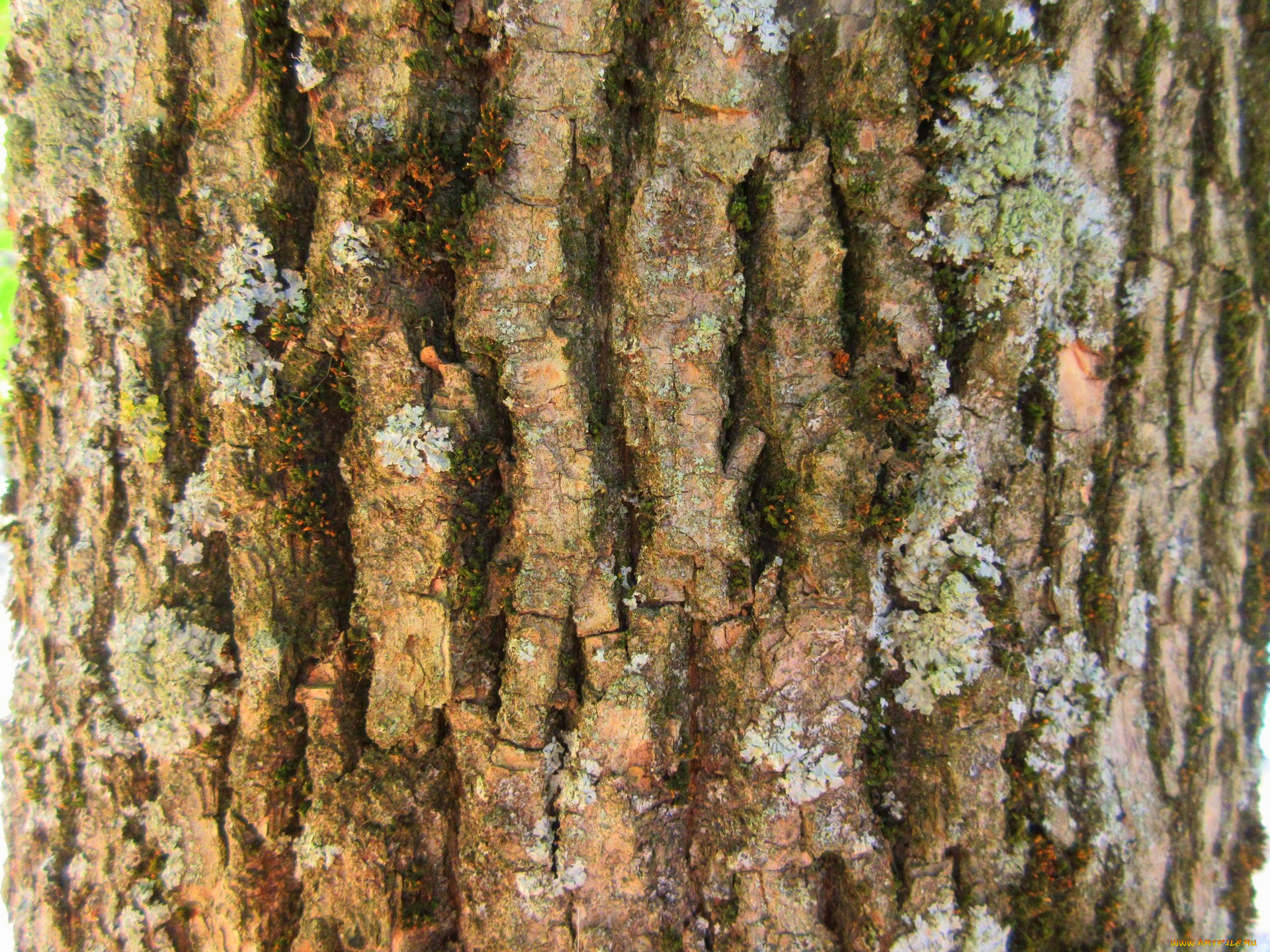 разное, текстуры, кора