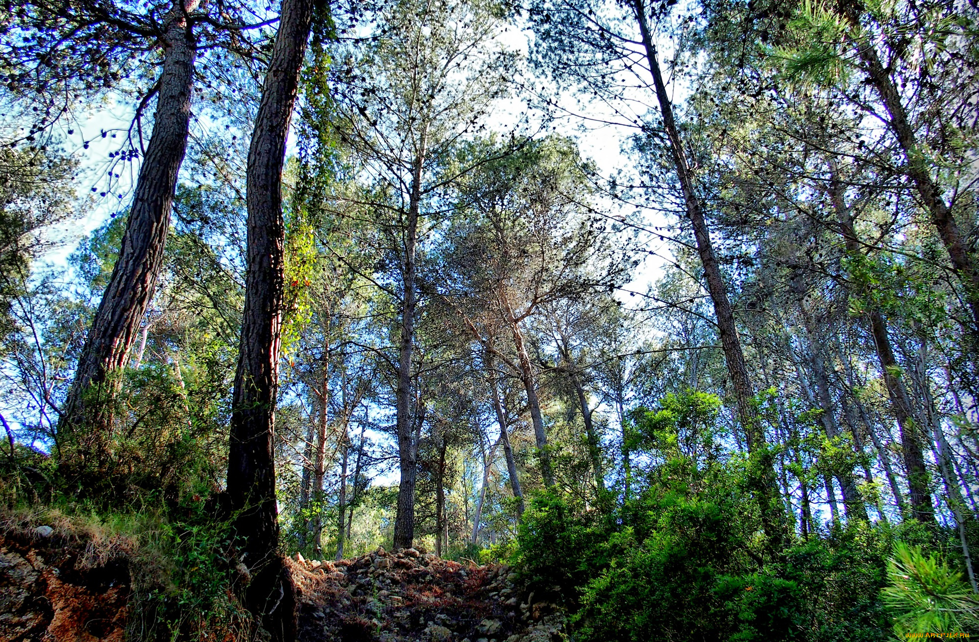 природа, лес, простор