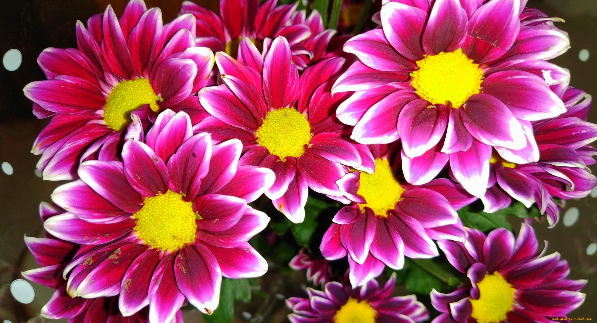 цветы, хризантемы, яркие