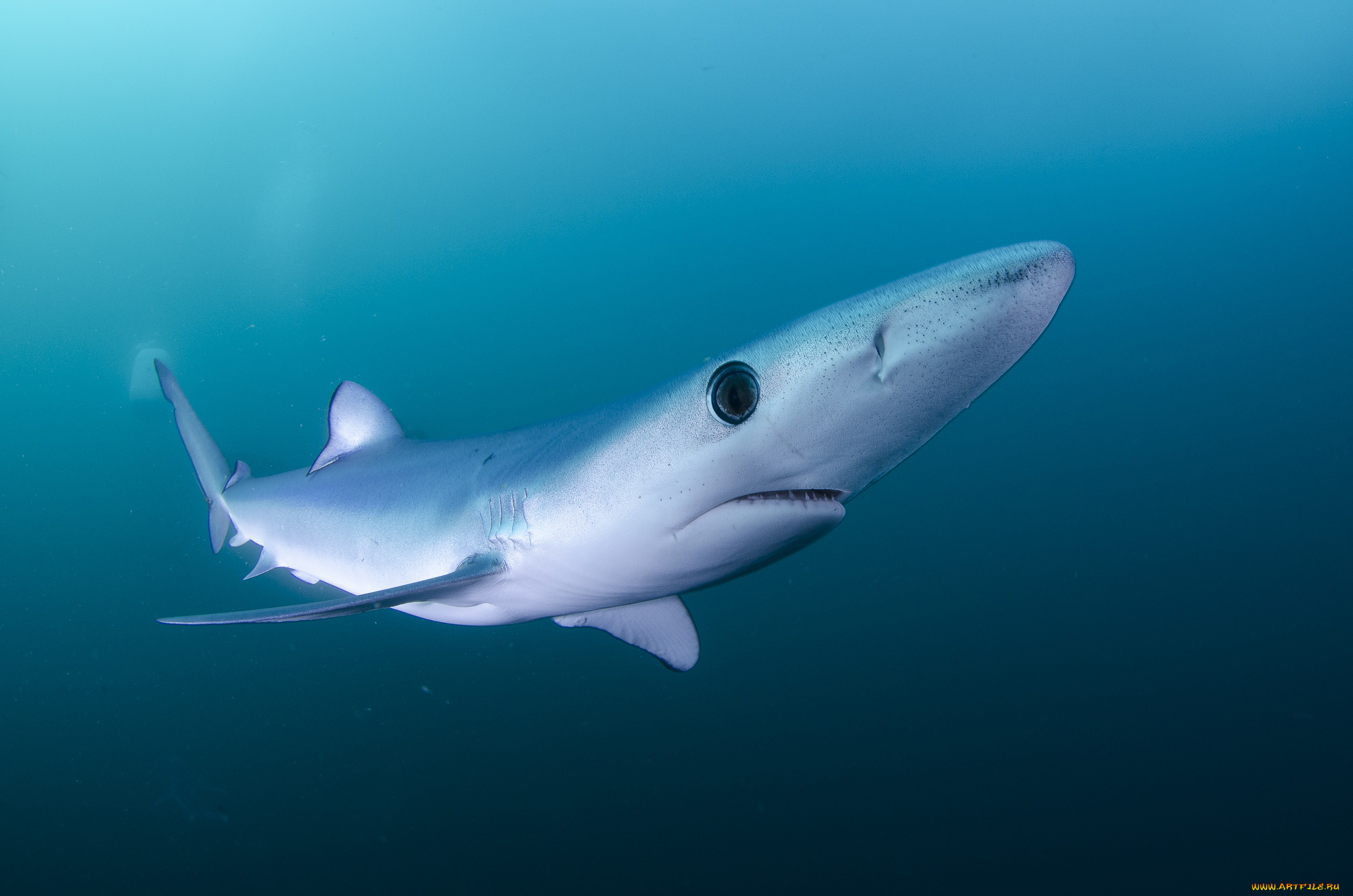 животные, акулы, море, акула, вода
