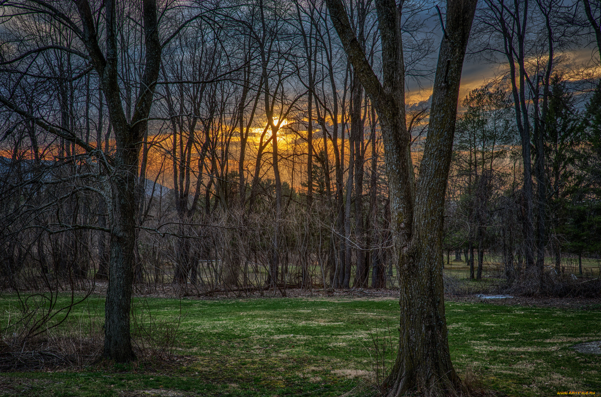 природа, лес, простор