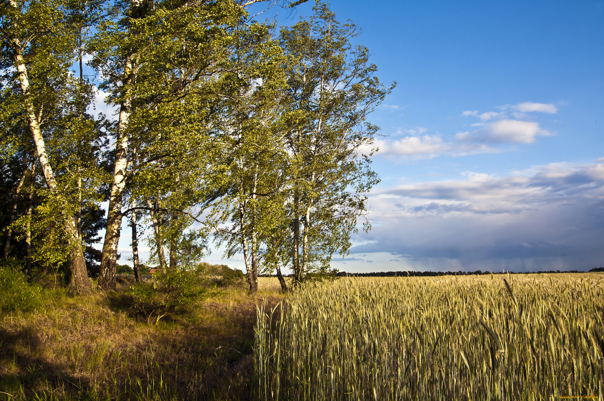 природа, поля, простор