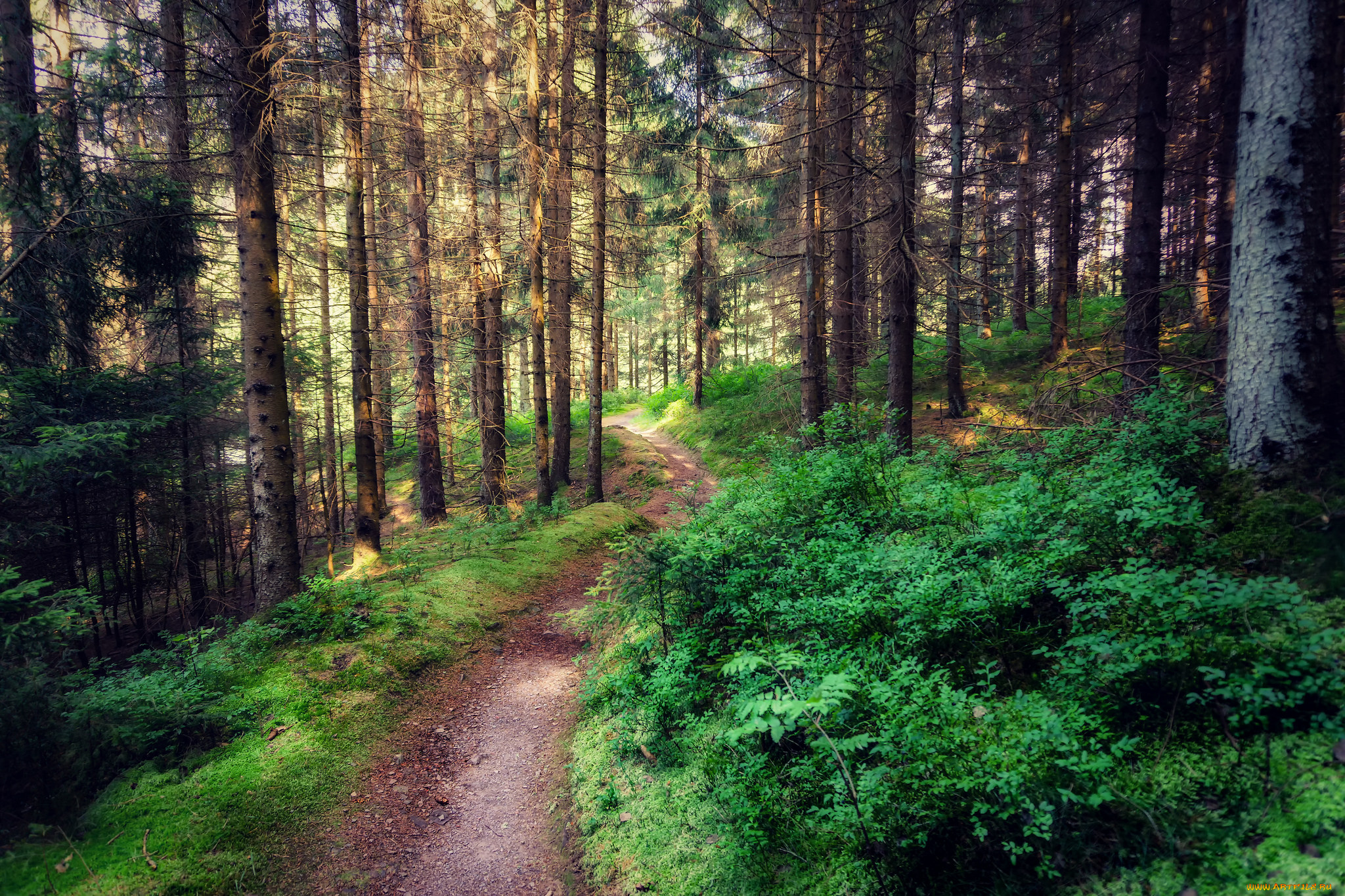 природа, дороги, простор