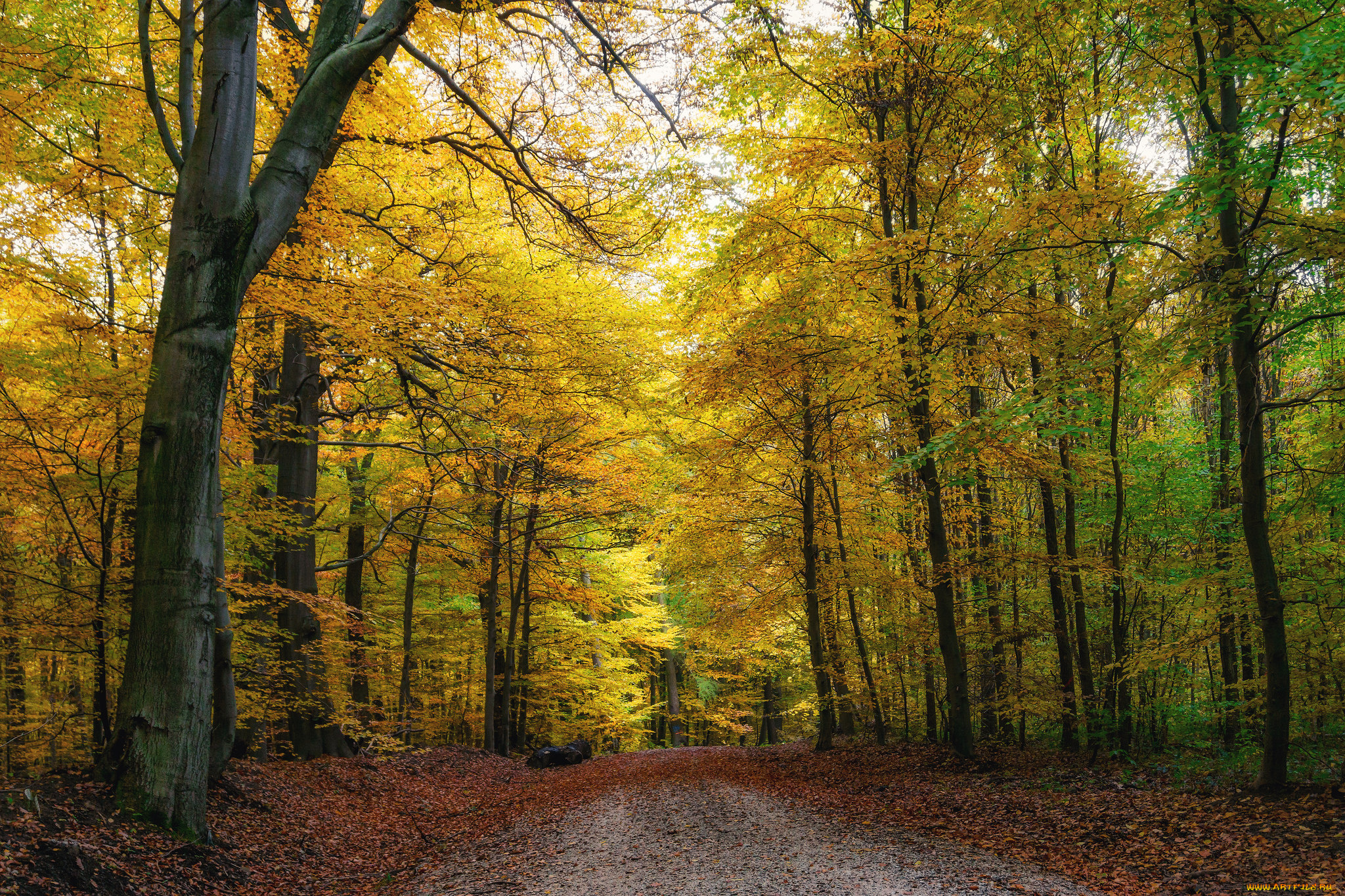 природа, дороги, простор