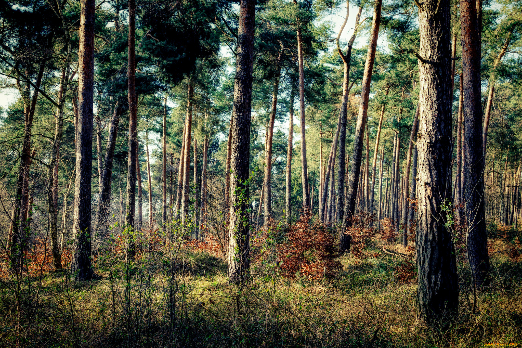 природа, лес, простор