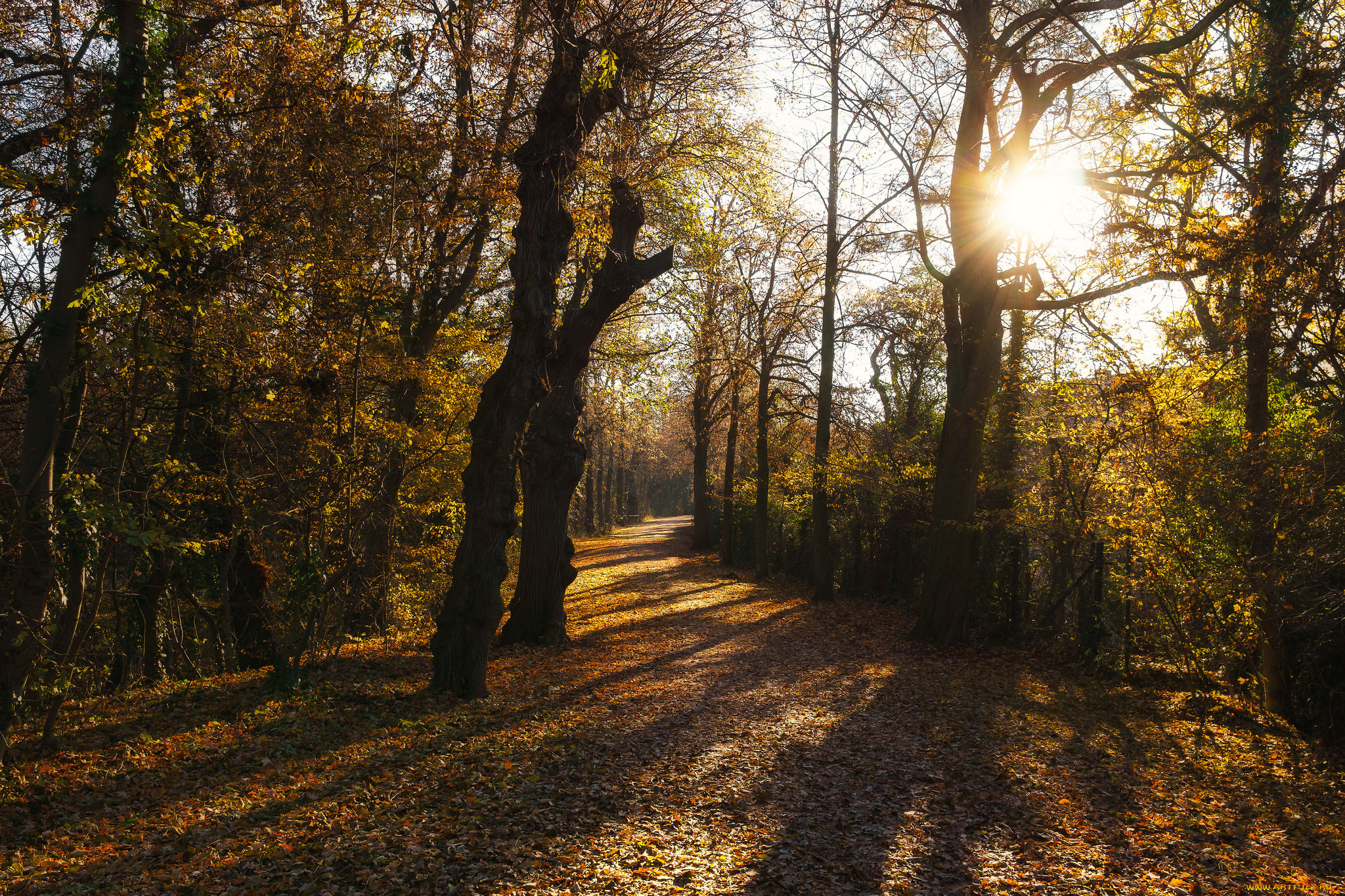 природа, лес, простор