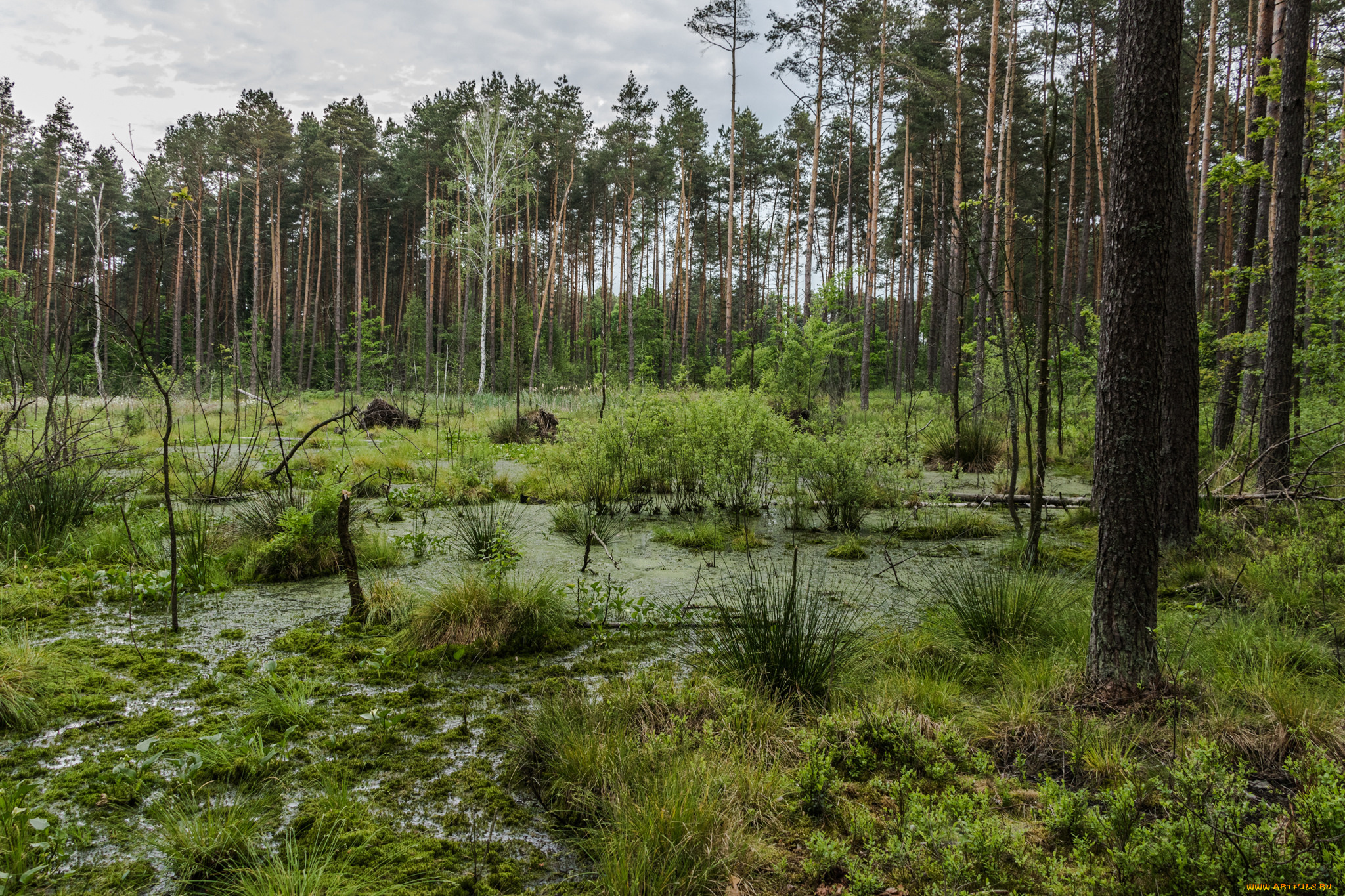 природа, лес, простор