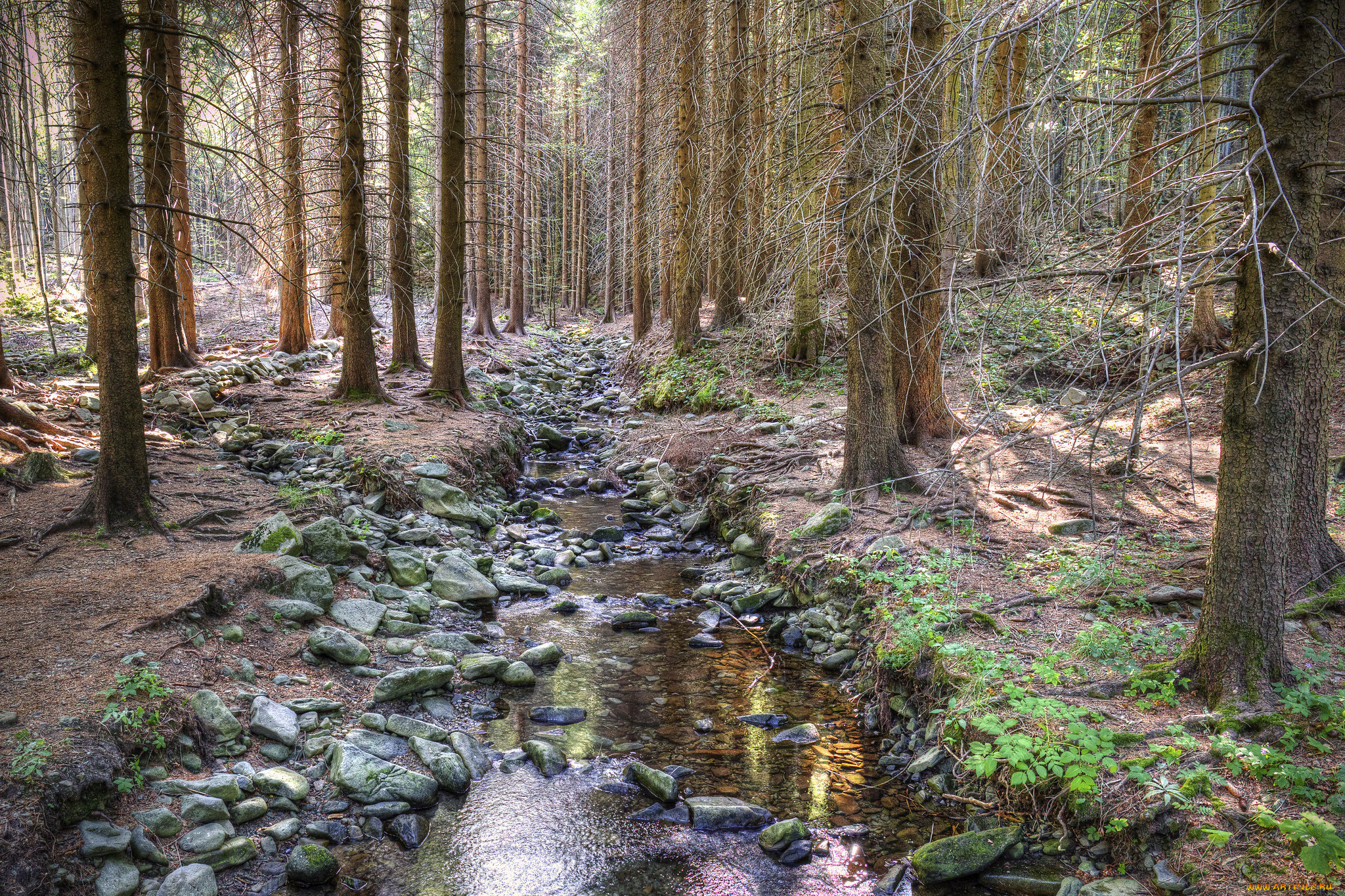 природа, лес, простор