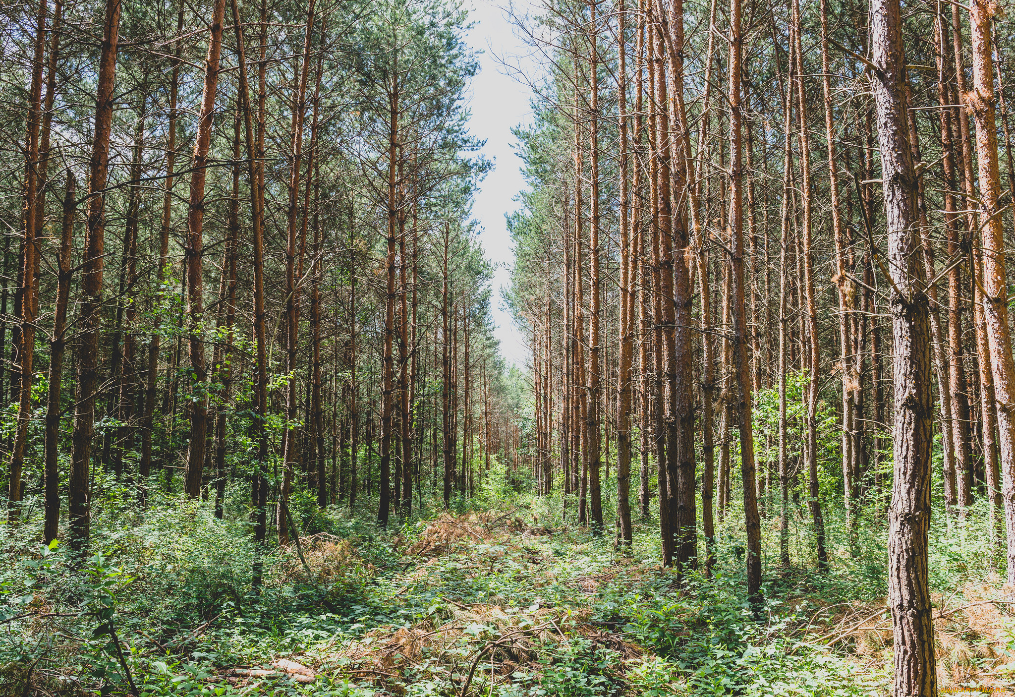 природа, лес, простор